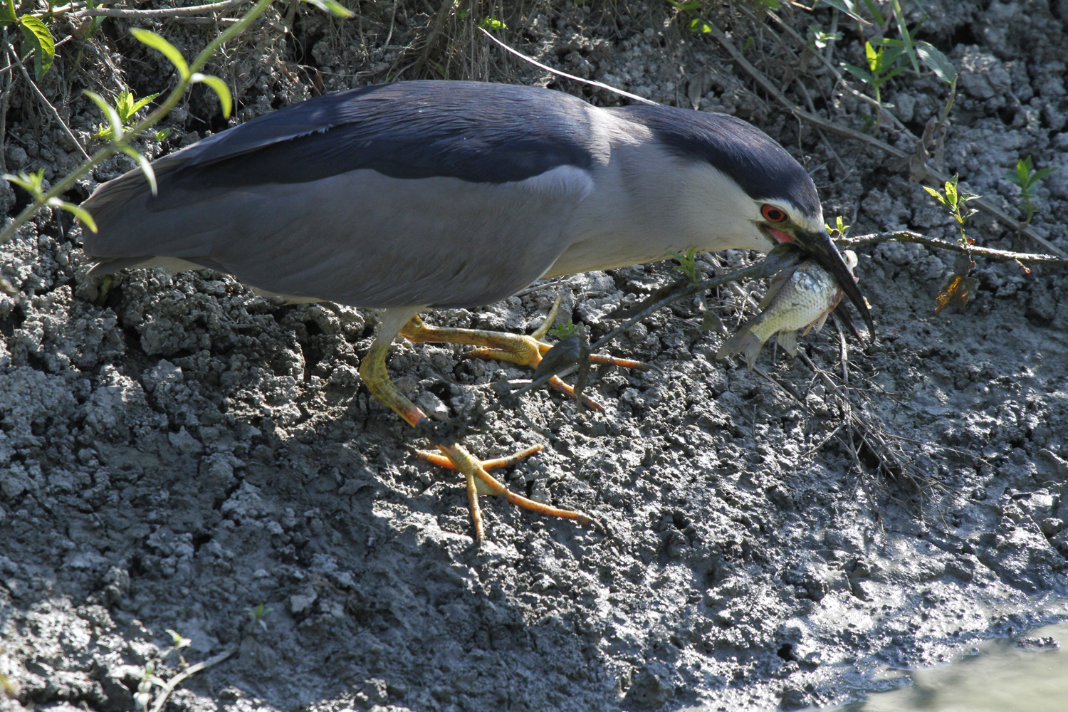 Nitticora con pece e rametto..........come mangio???
