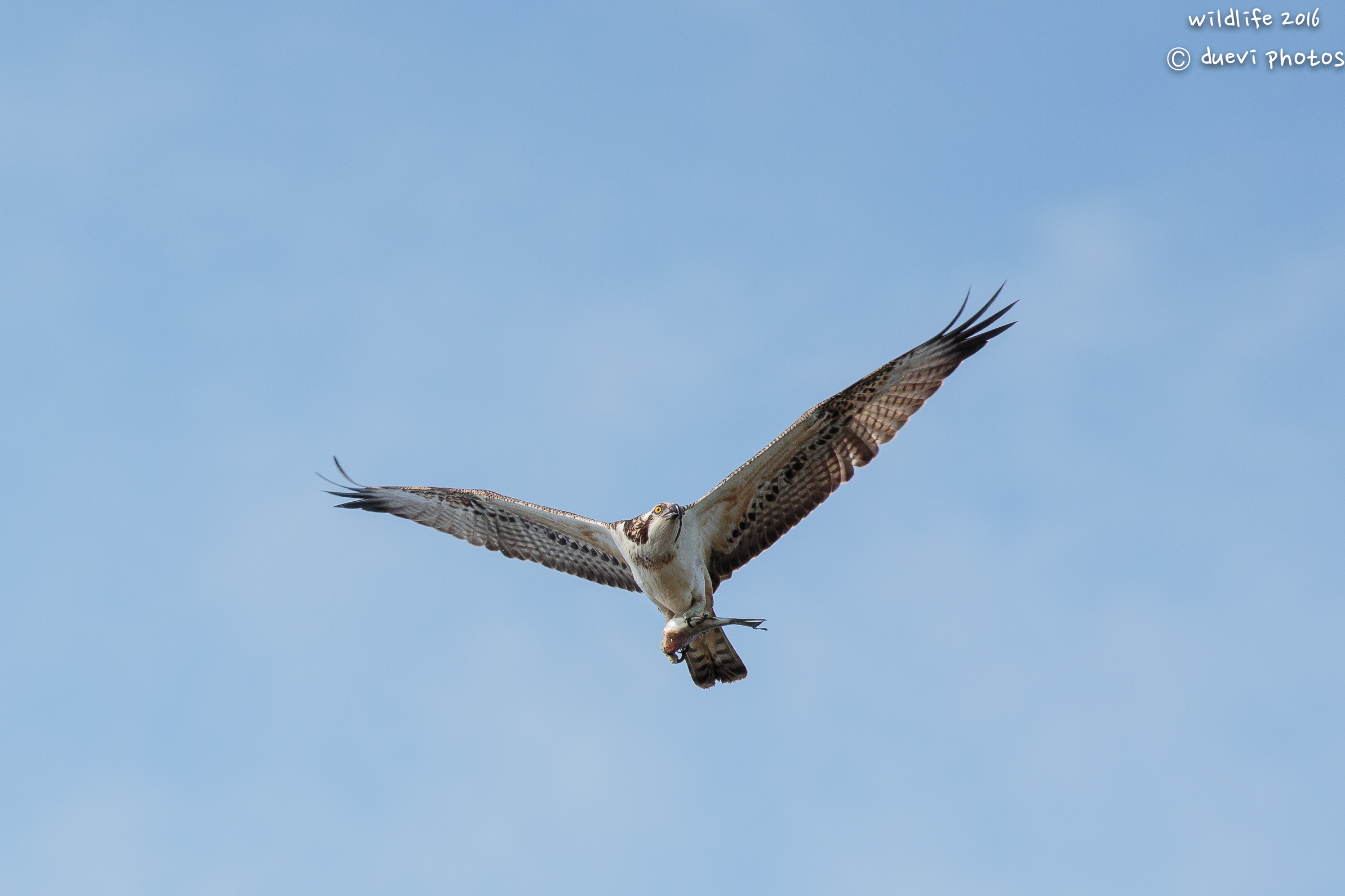 Osprey with prey