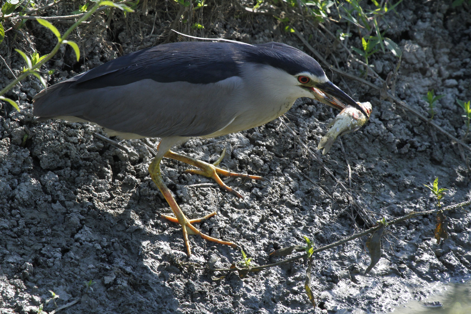 Nitticora con pece e rametto..........come mangio???