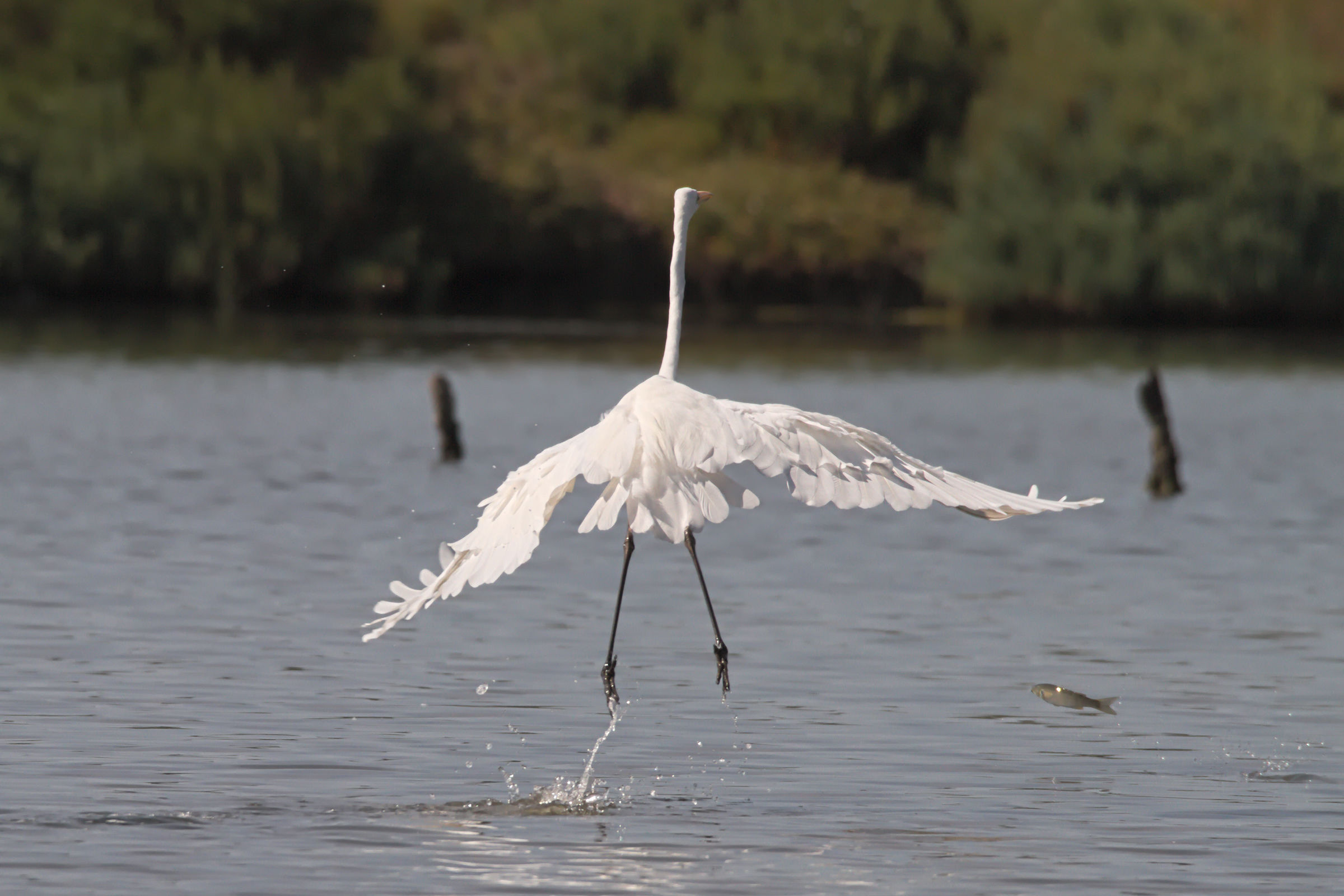 But where are you going? I'm here, eat me !!!!