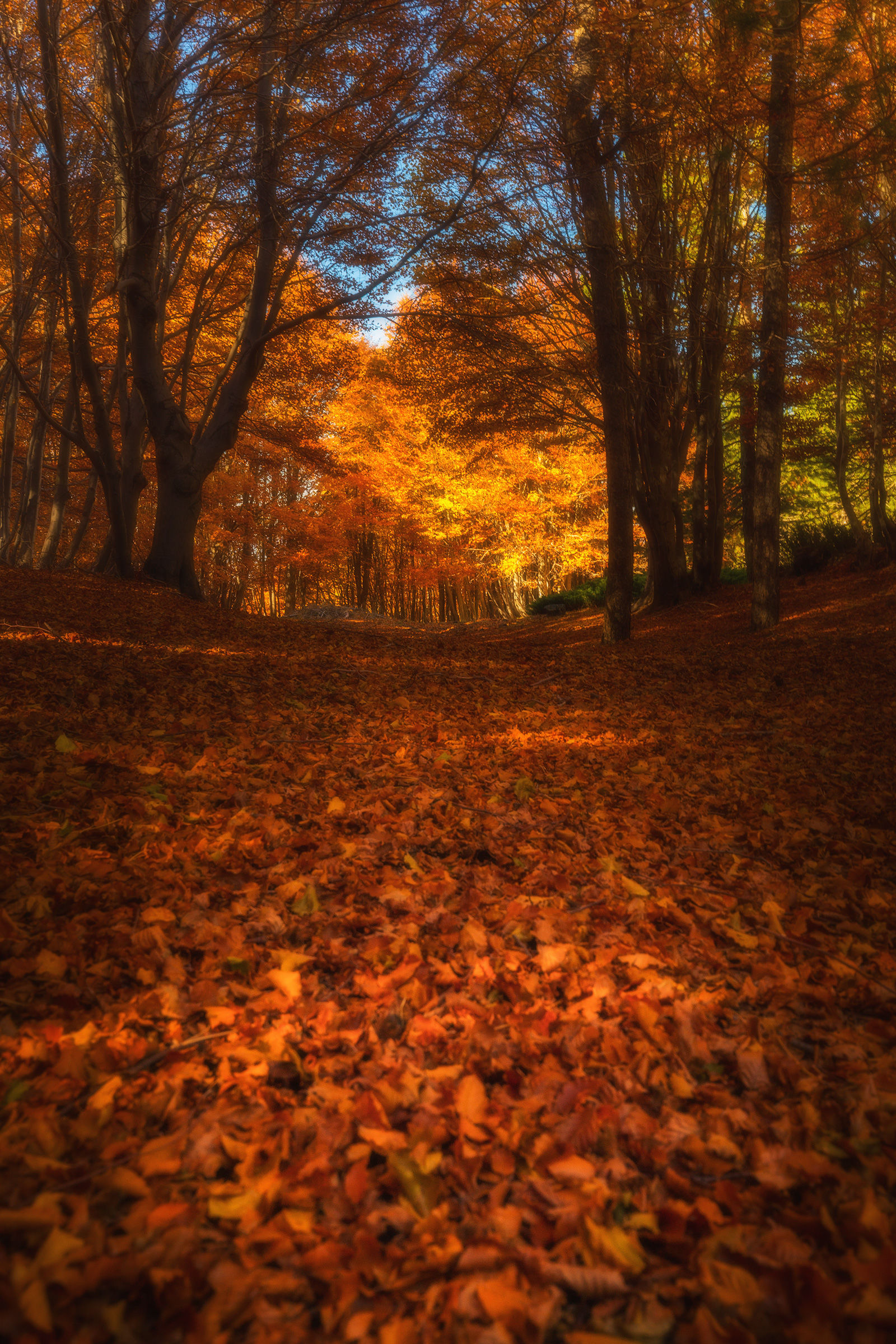 Among fairies and elves