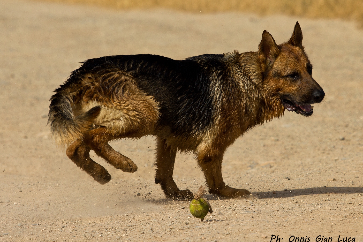 German Shepherd