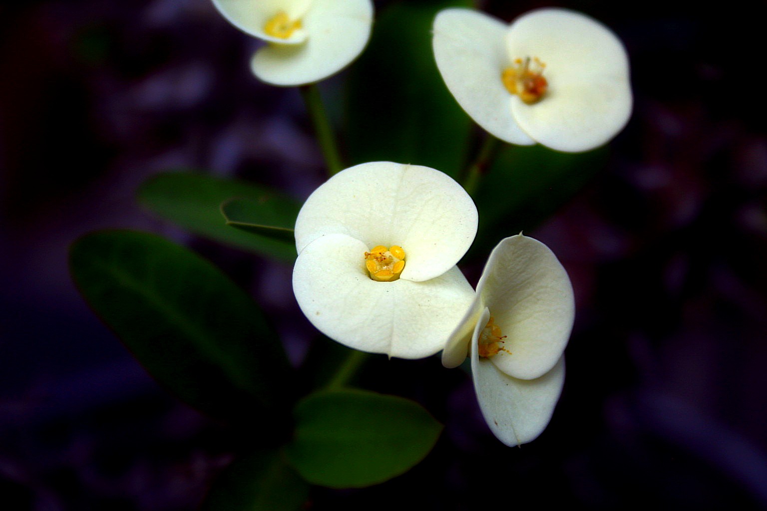White Euphorbia milii