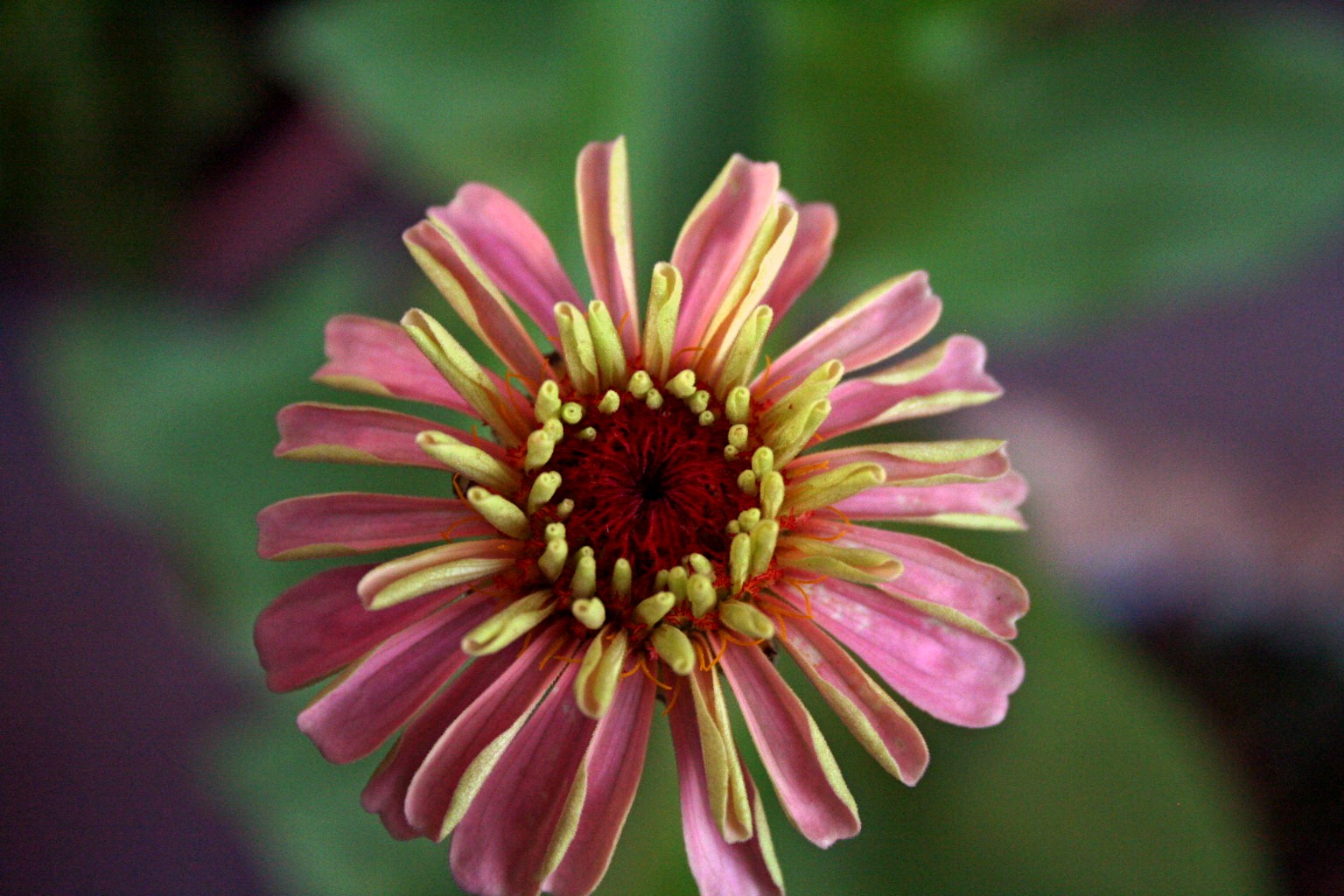 Zinnia Cactus