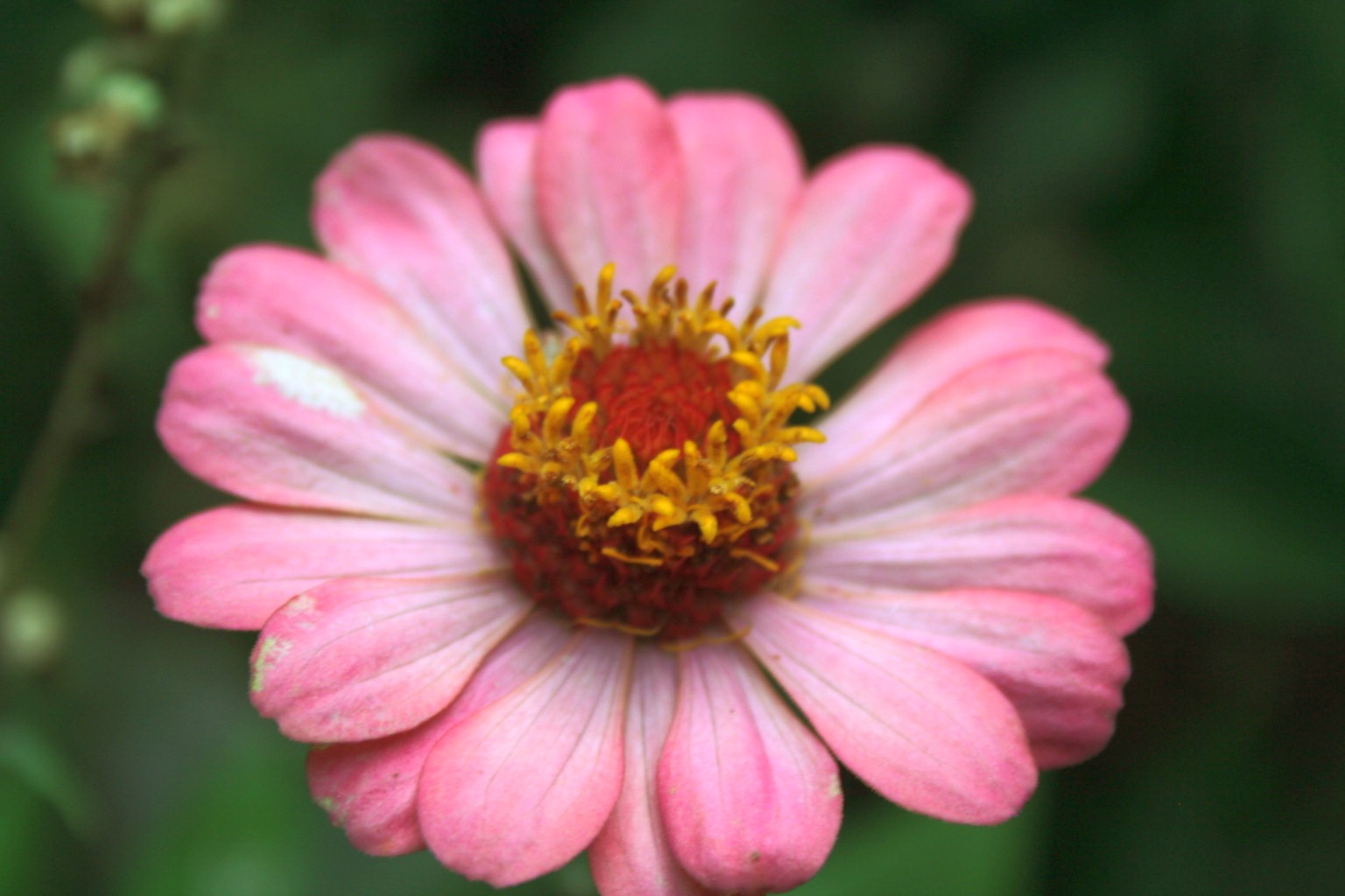 Zinnia Cactus