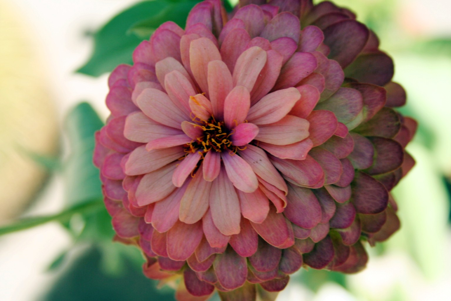 Zinnia Cactus