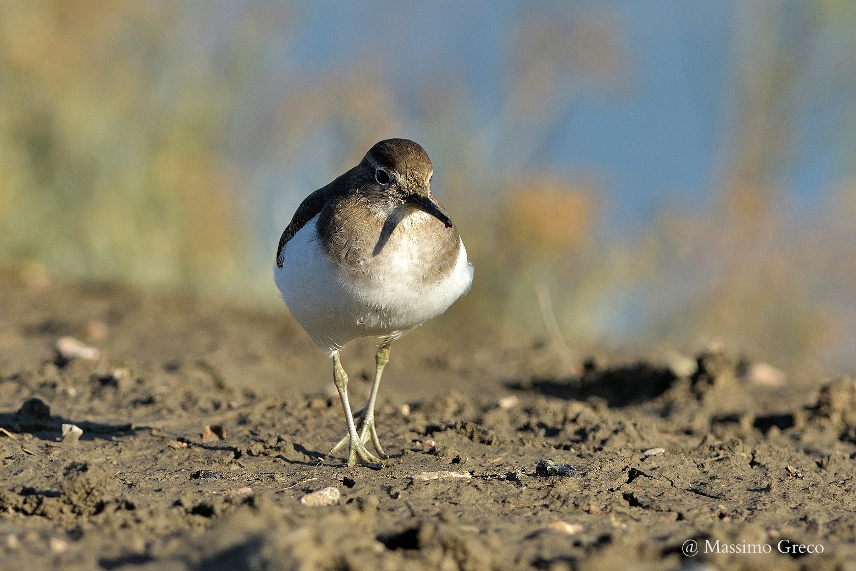 Piropiro piccolo (Actitis hypoleucos)