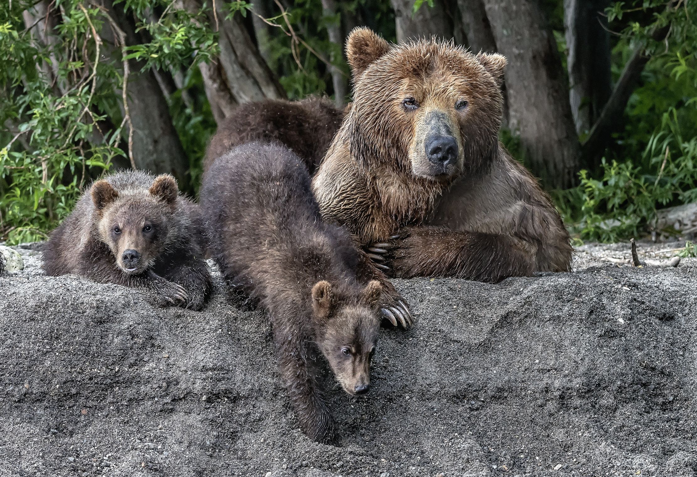 Kamchatka 2016 - Bears