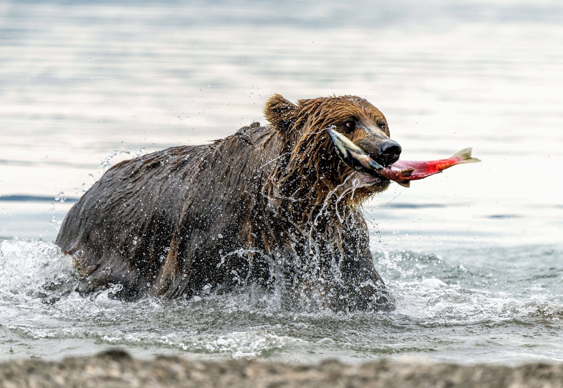 Kamchatka 2016 - Fishing