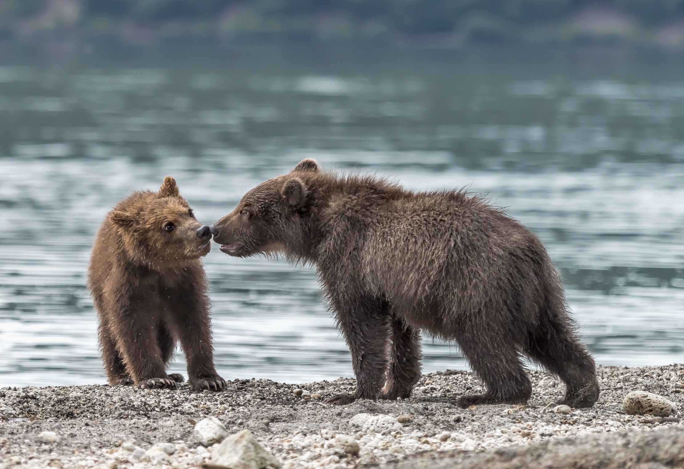 Kamchatka 2016 - Cubs