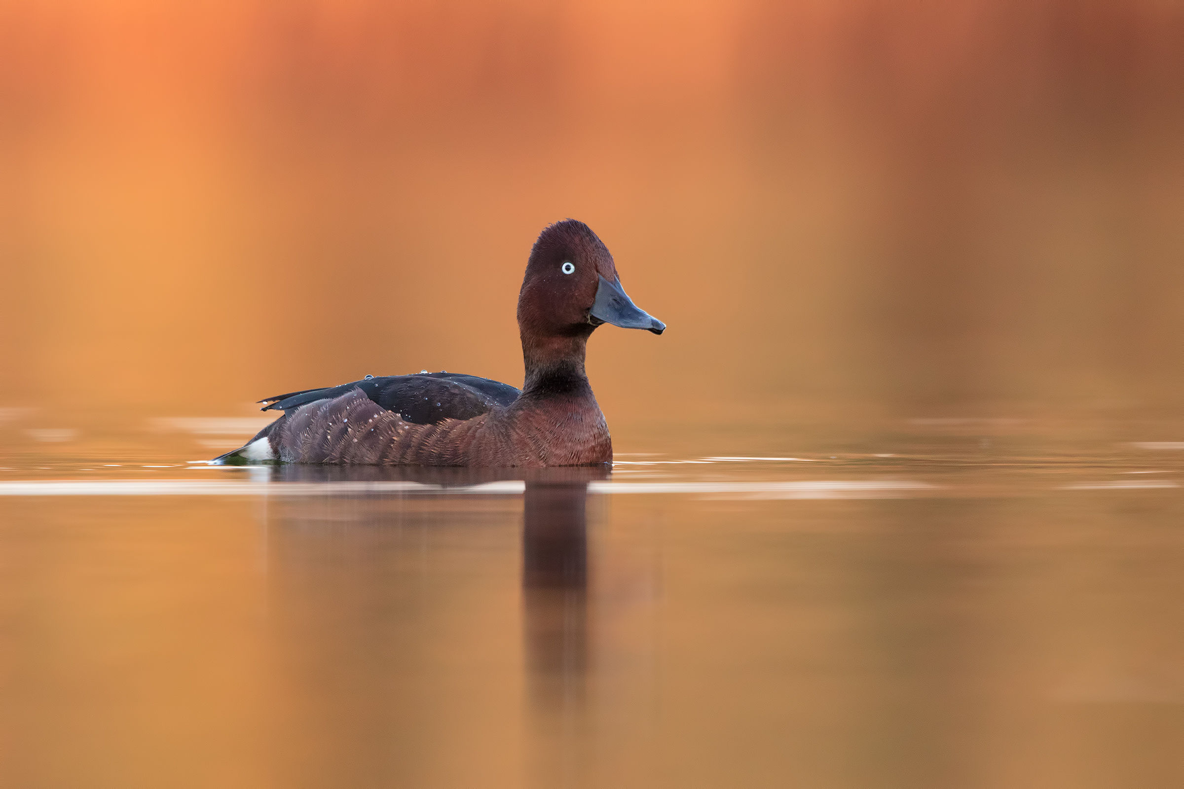 Moretta tabaccata alle prime luci