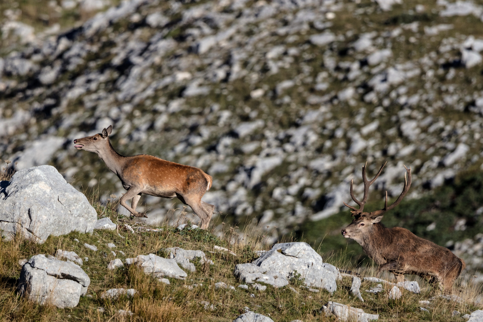 Periodo degli amori 2