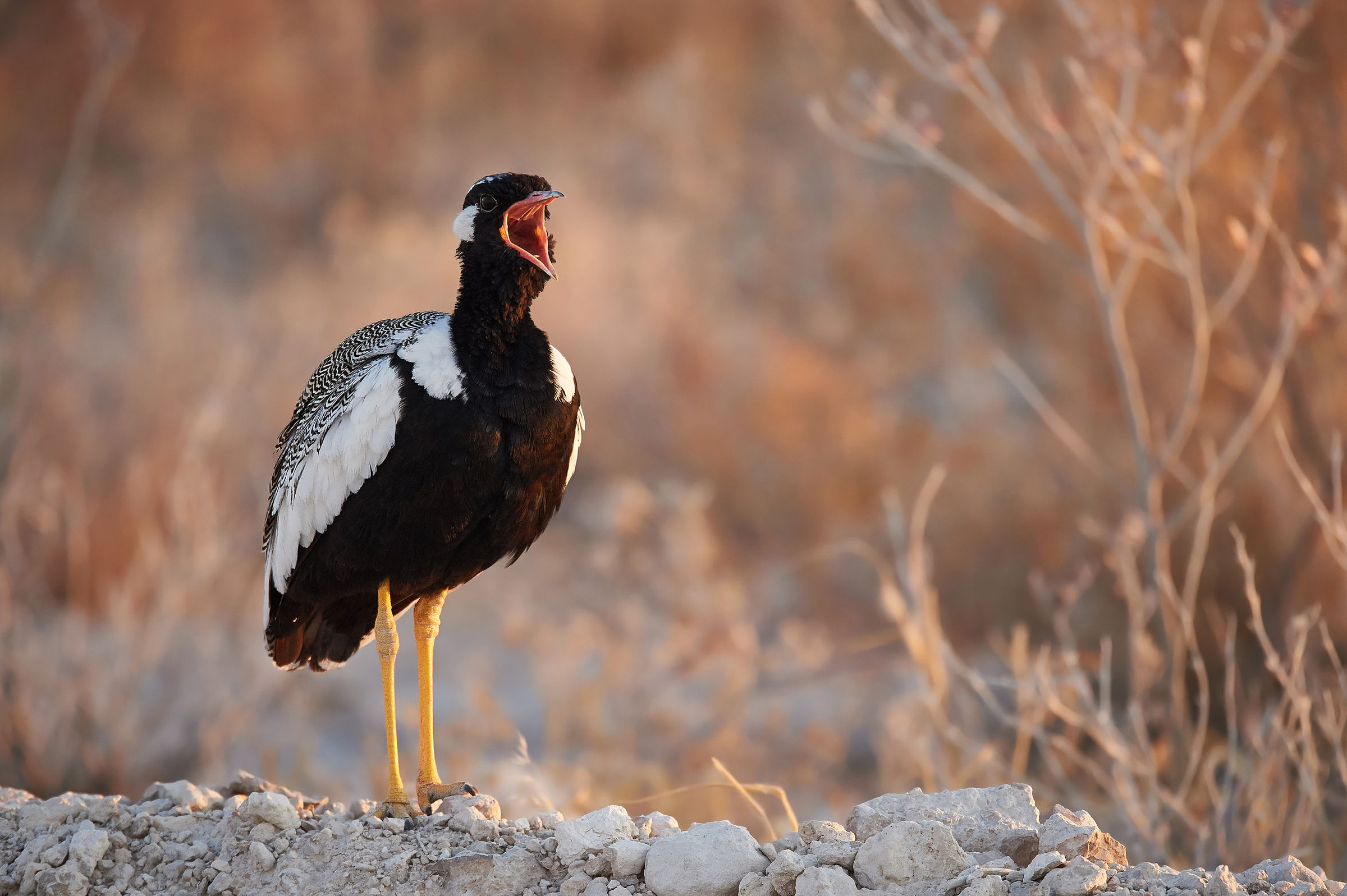 Good morning bustard