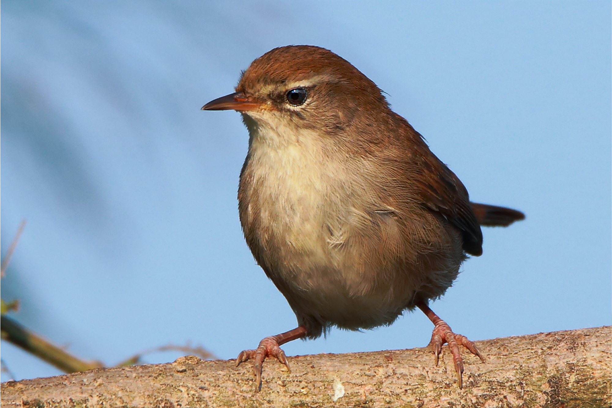 Cetti's Warbler