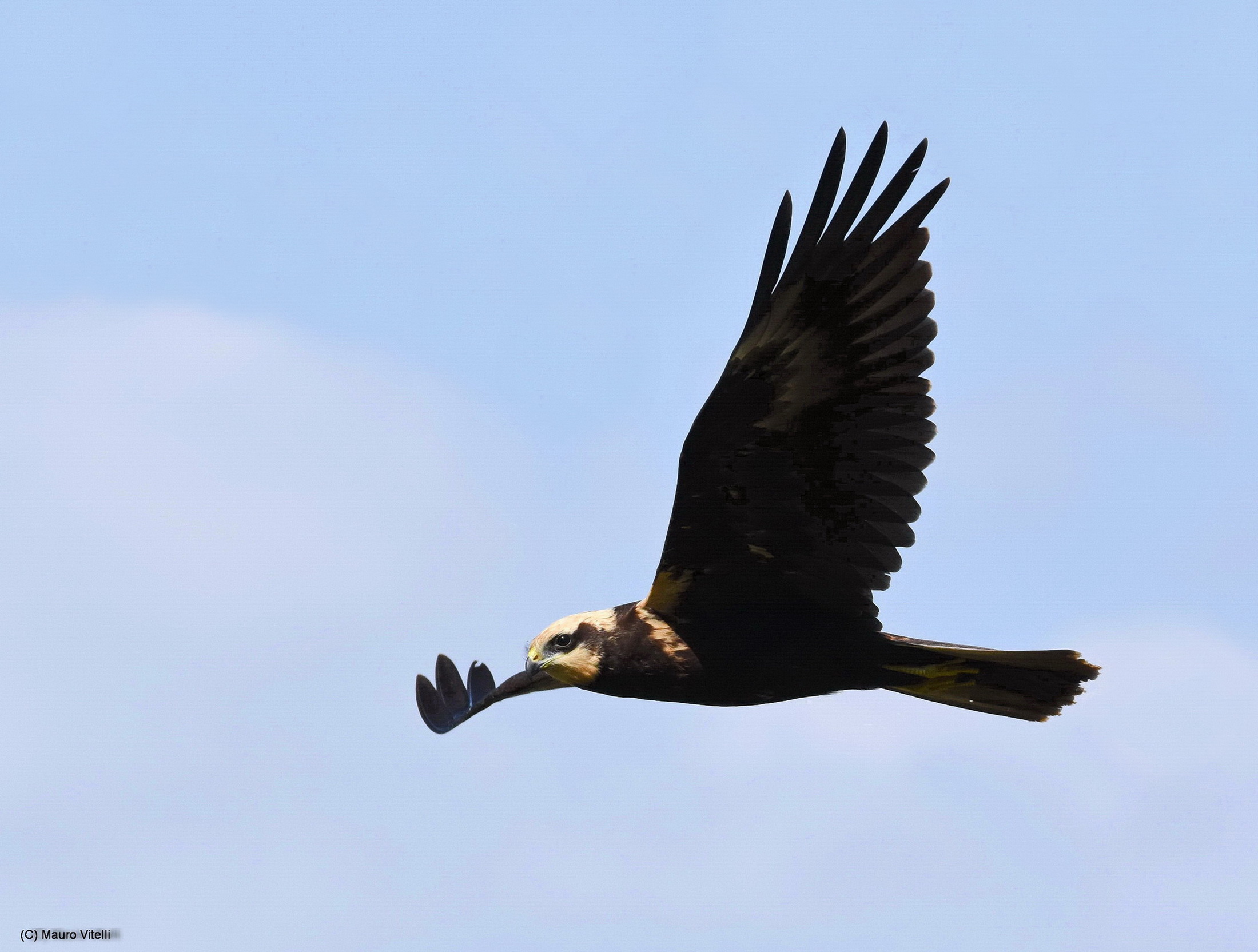 Marsh harrier (4 hours of stalking)