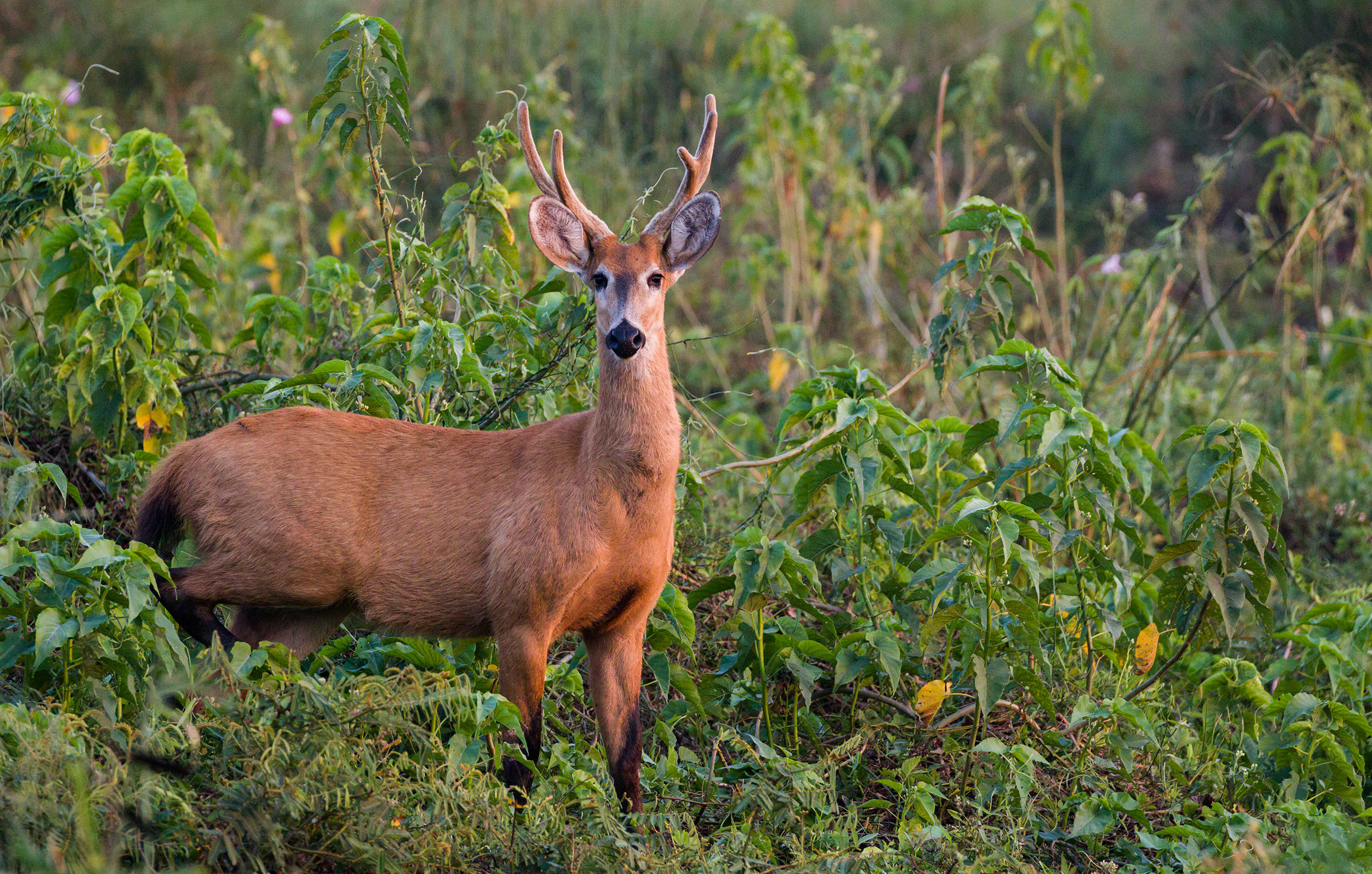Deer of the marshes