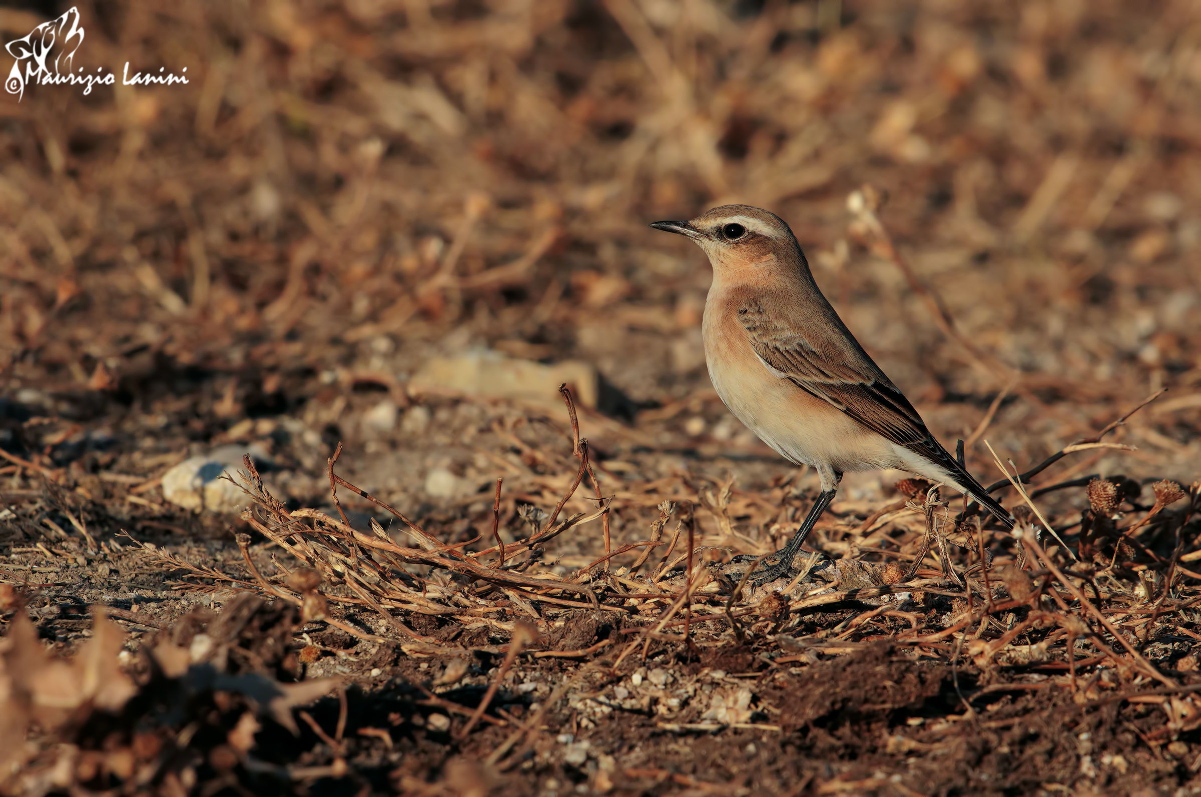 Wheatear at sunset