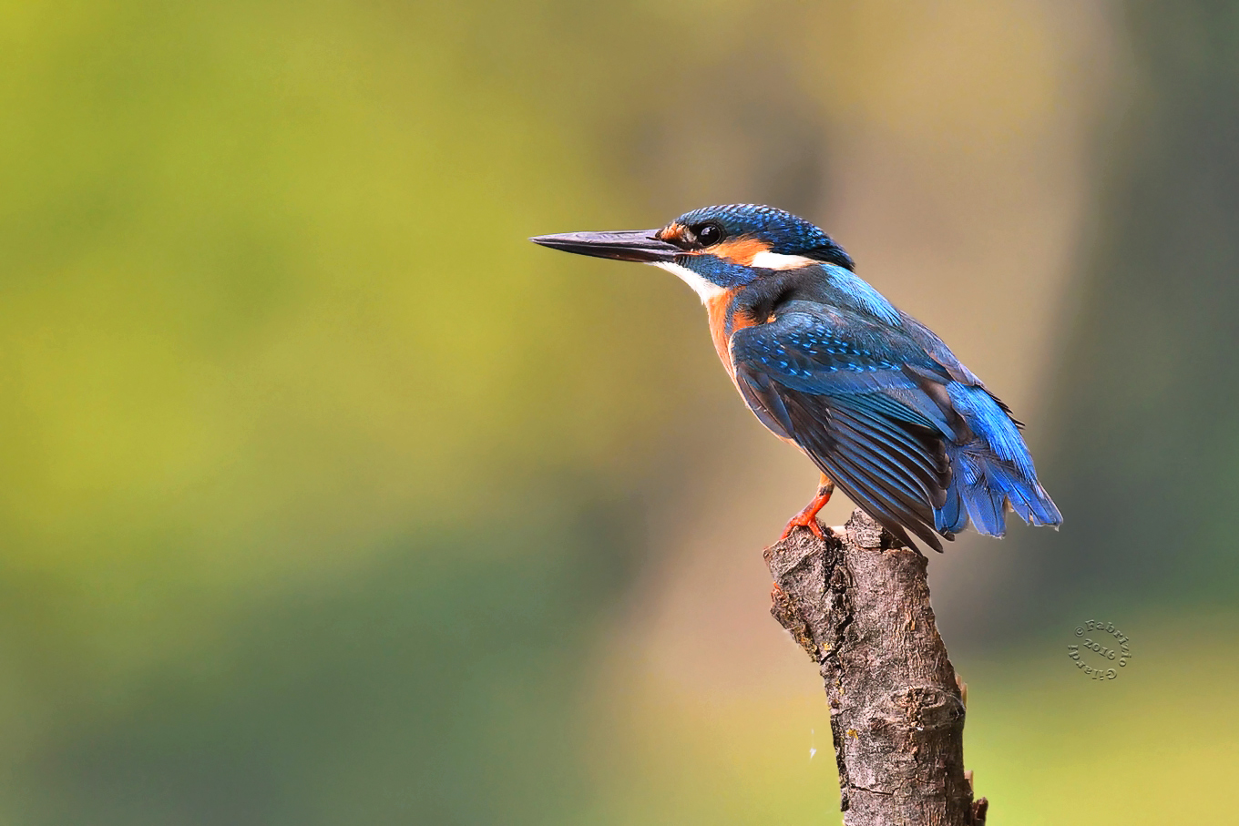 Kingfisher (Alcedo atthis)