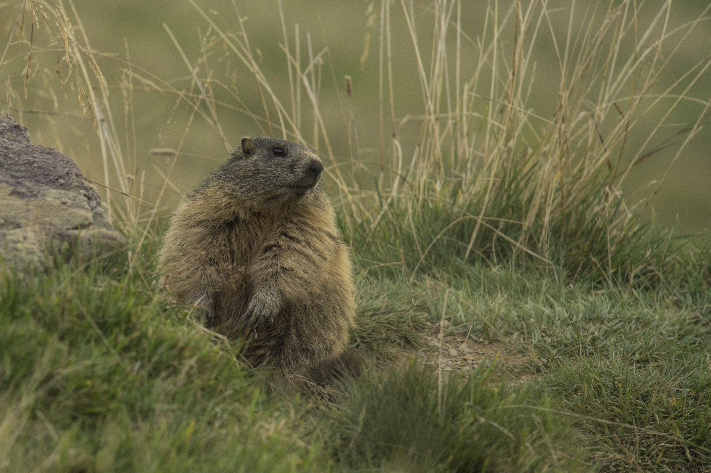 Le marmotte dell'Avaro