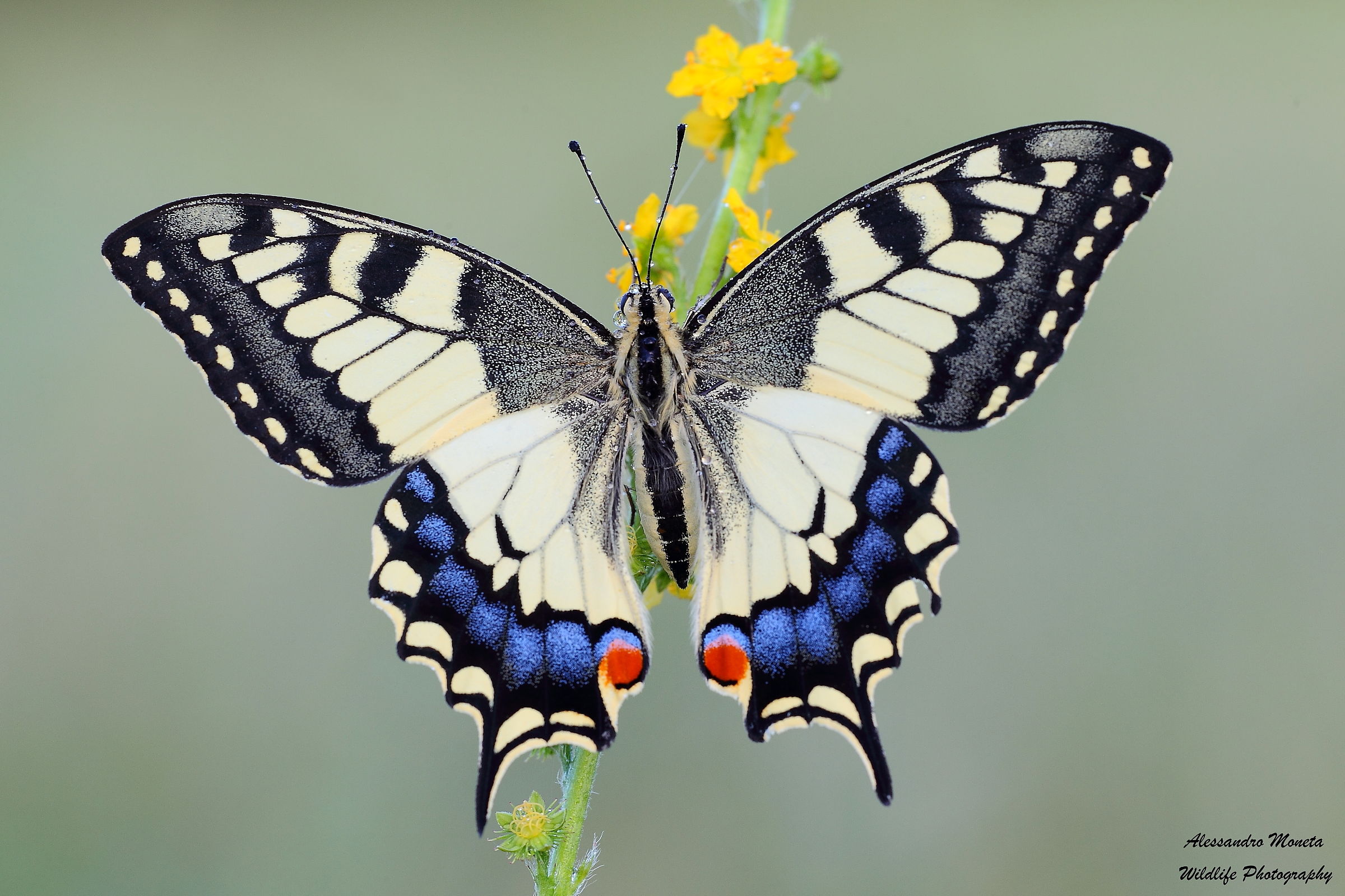 Machaon