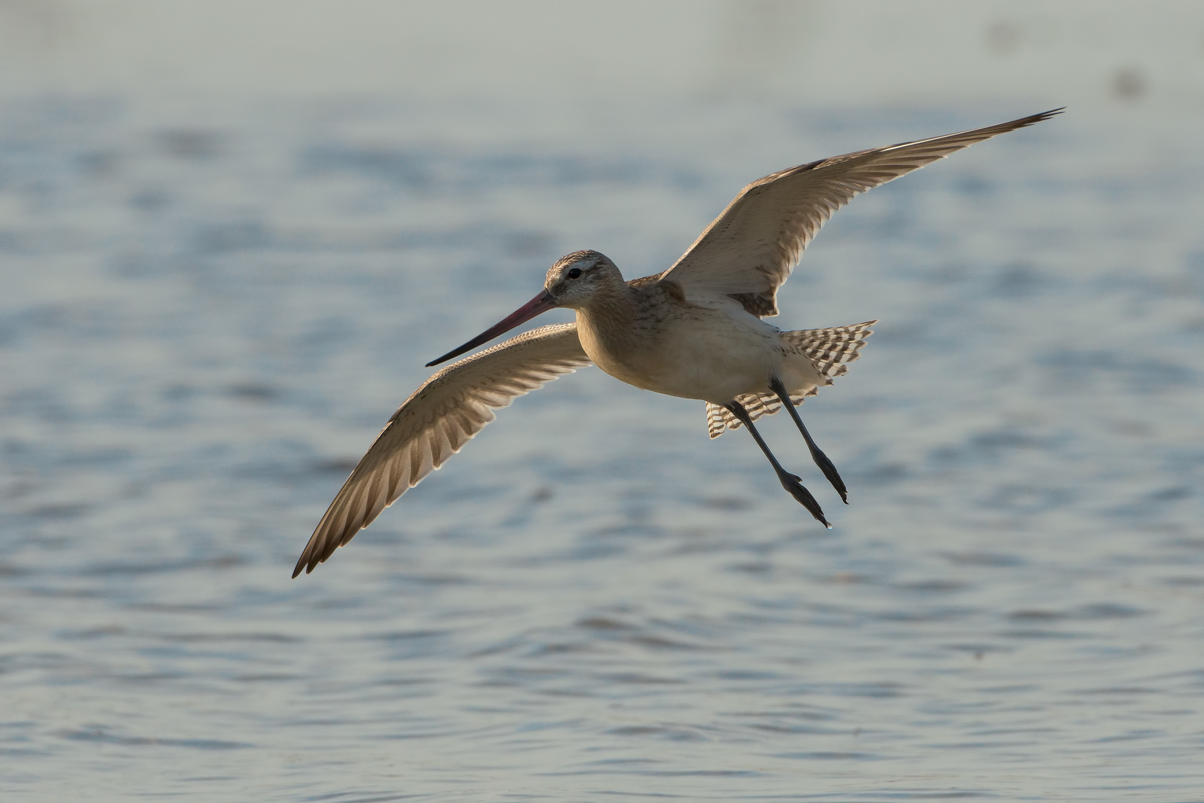 godwit less