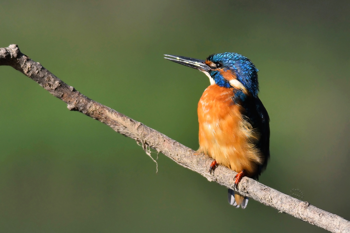 Martin Pescatore (Alcedo atthis)