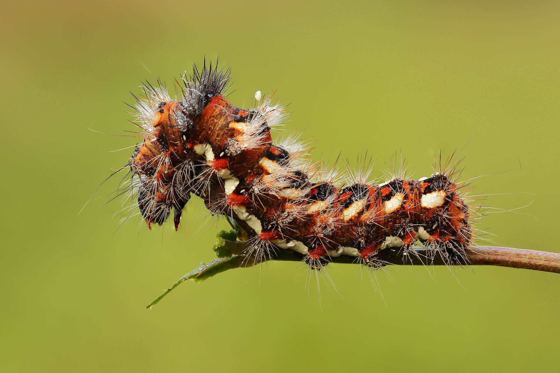 Caterpillar Acronicta Rumicis