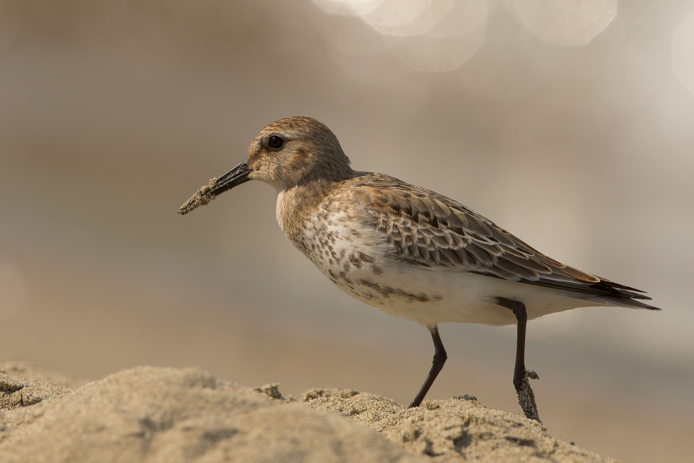 tone on tone, common sandpiper
