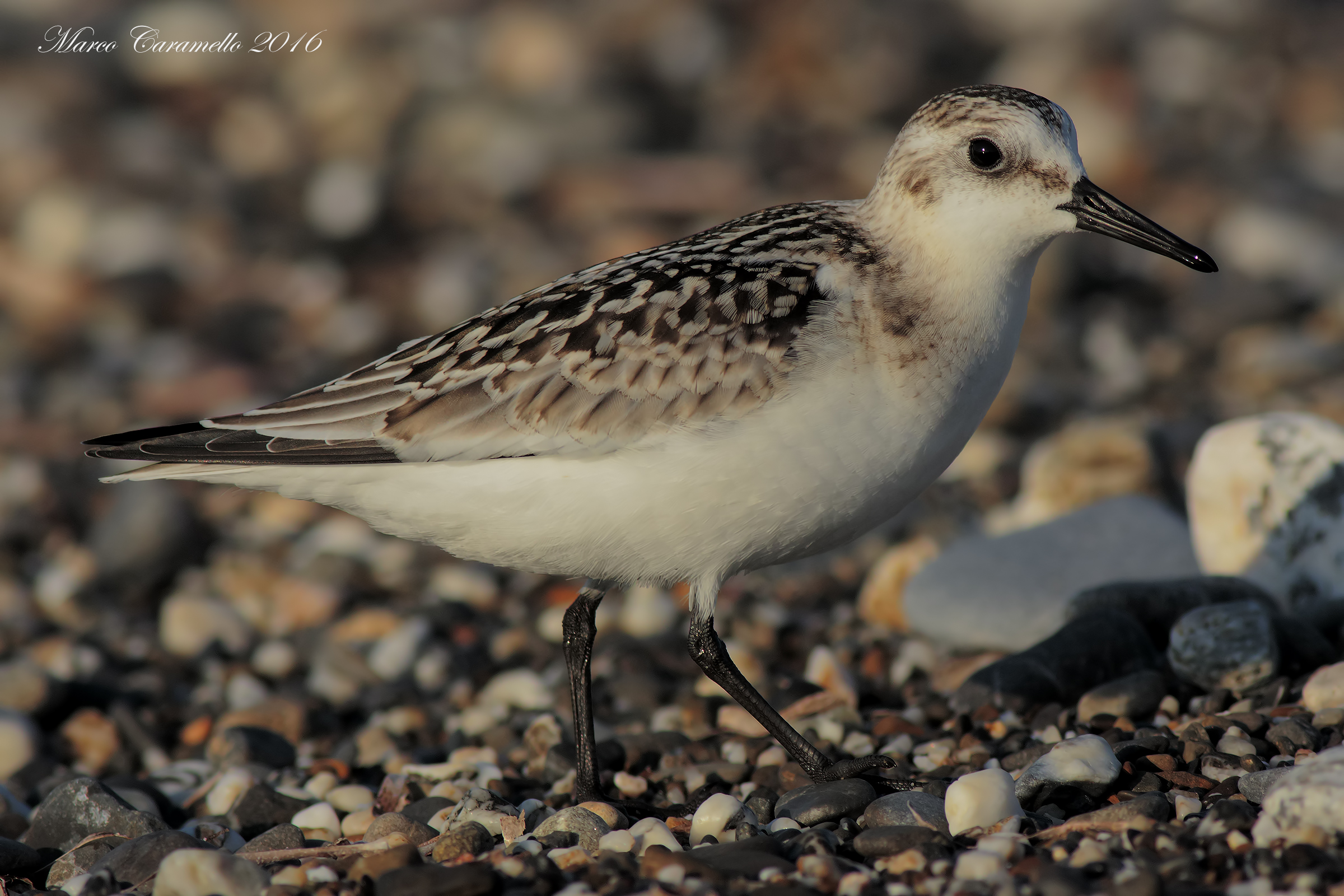 piovanello tridattilo