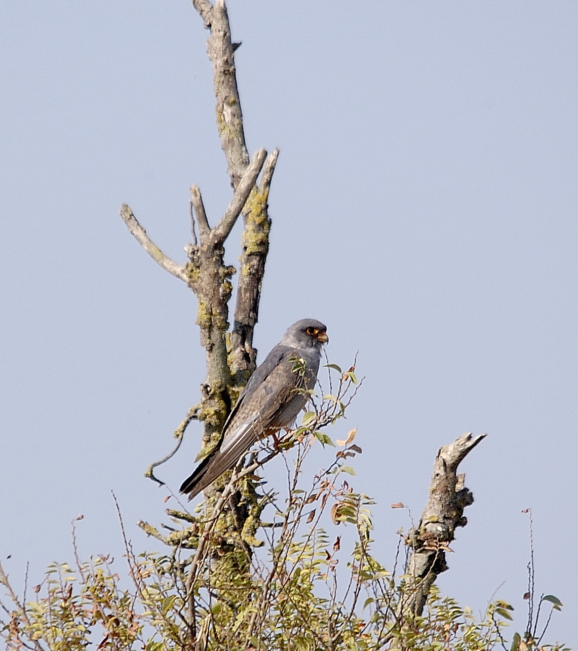 red-footed falcon