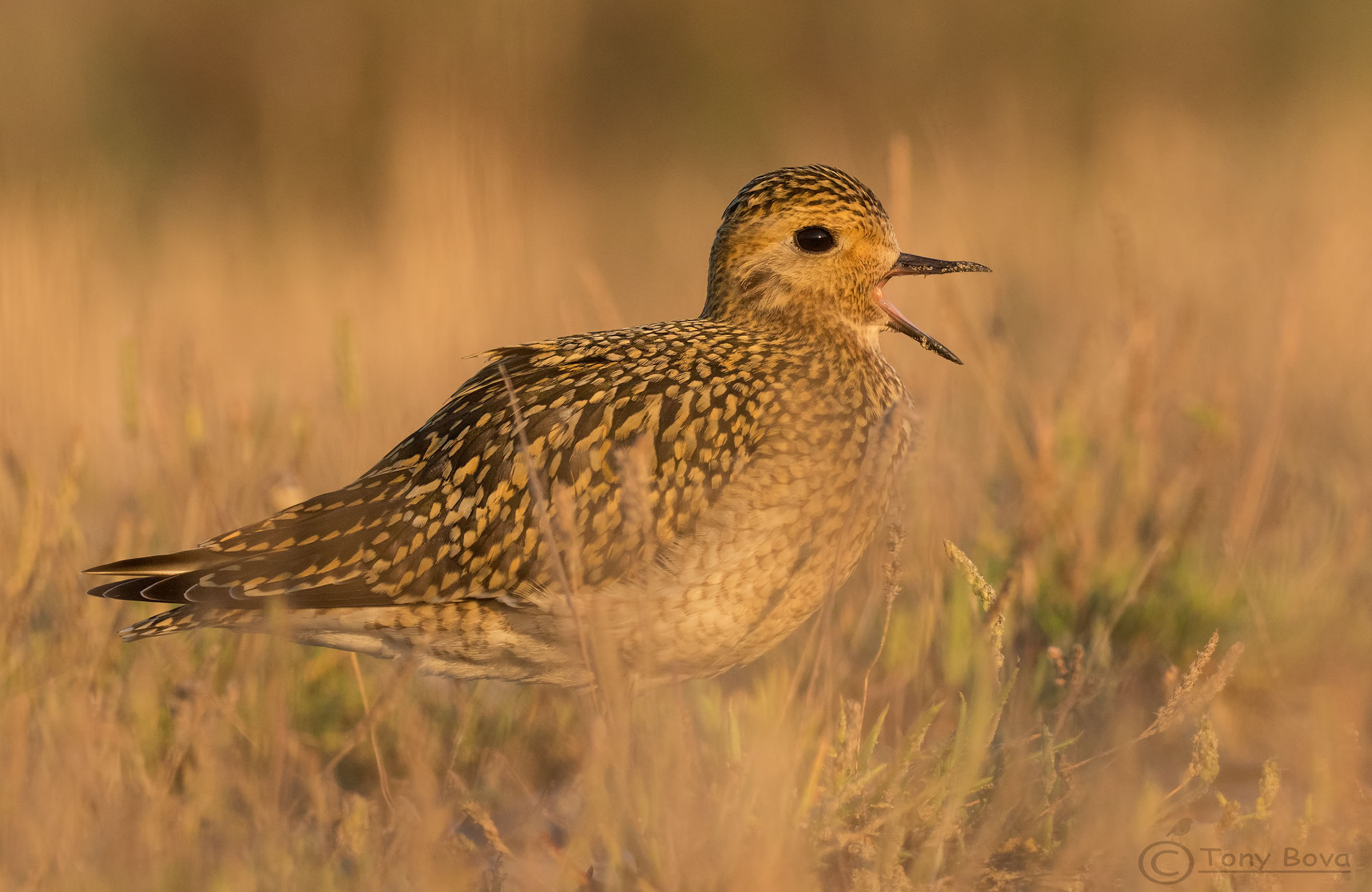 Golden Plover at sunset ...