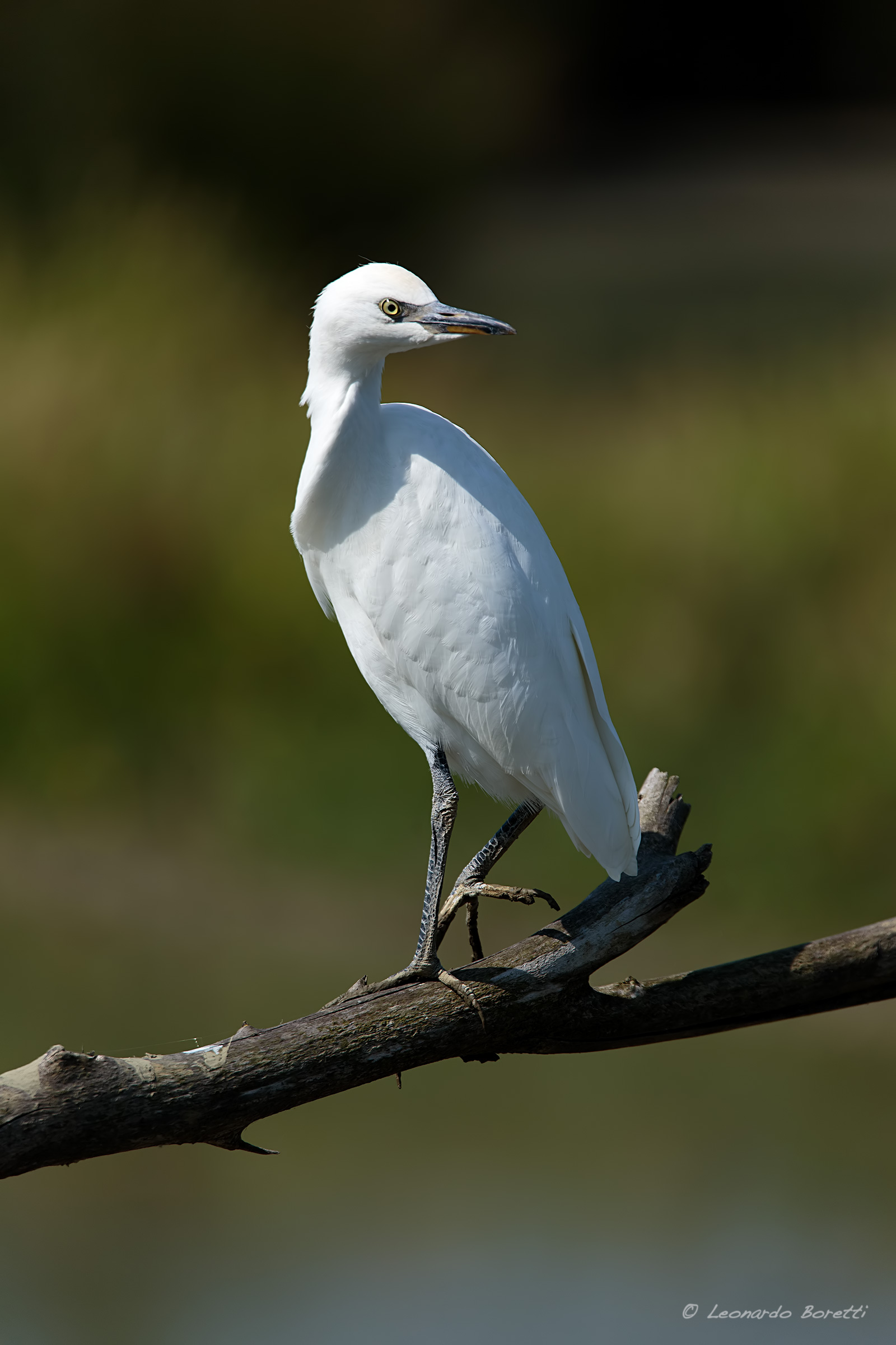 Cattle Egret