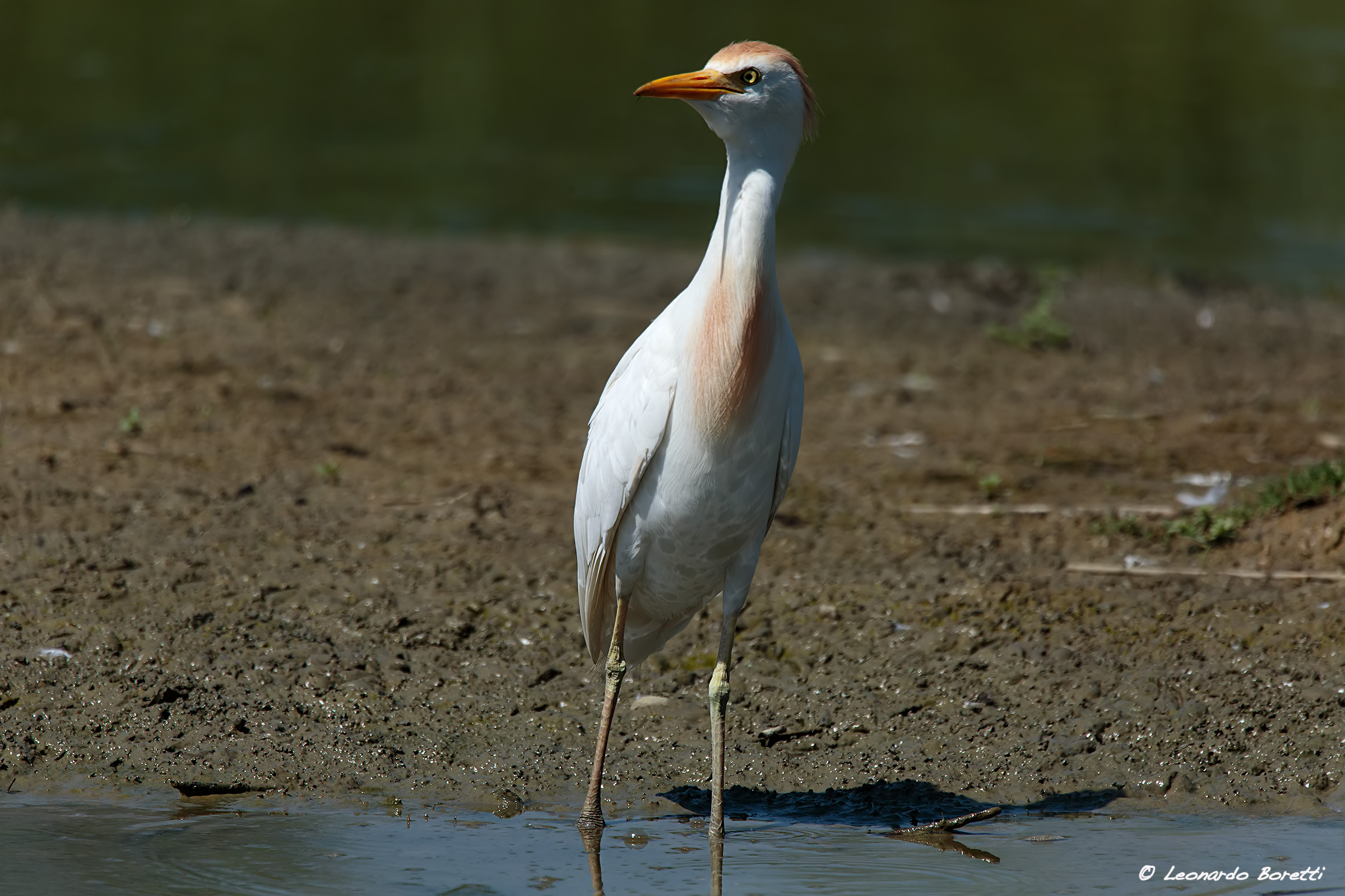 Cattle Egret