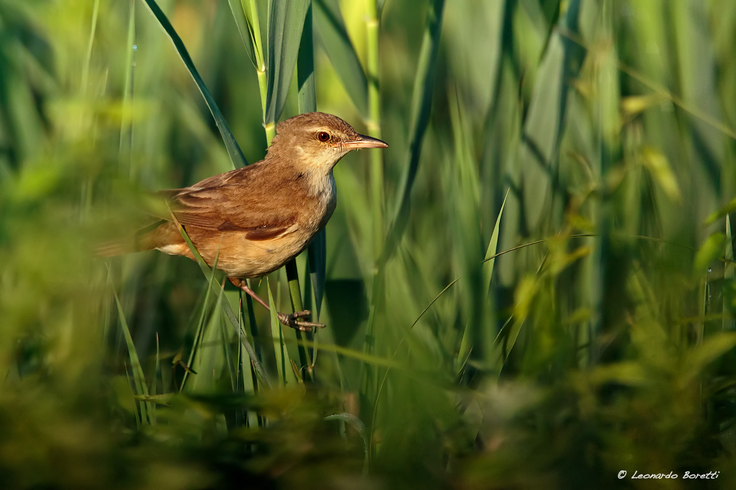 reed warbler