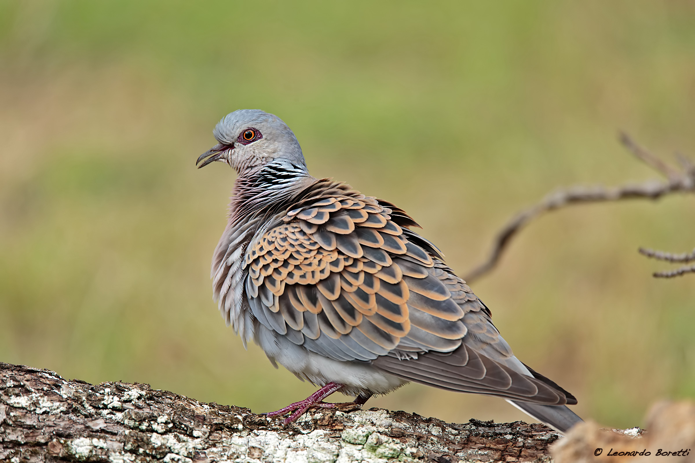 turtledove