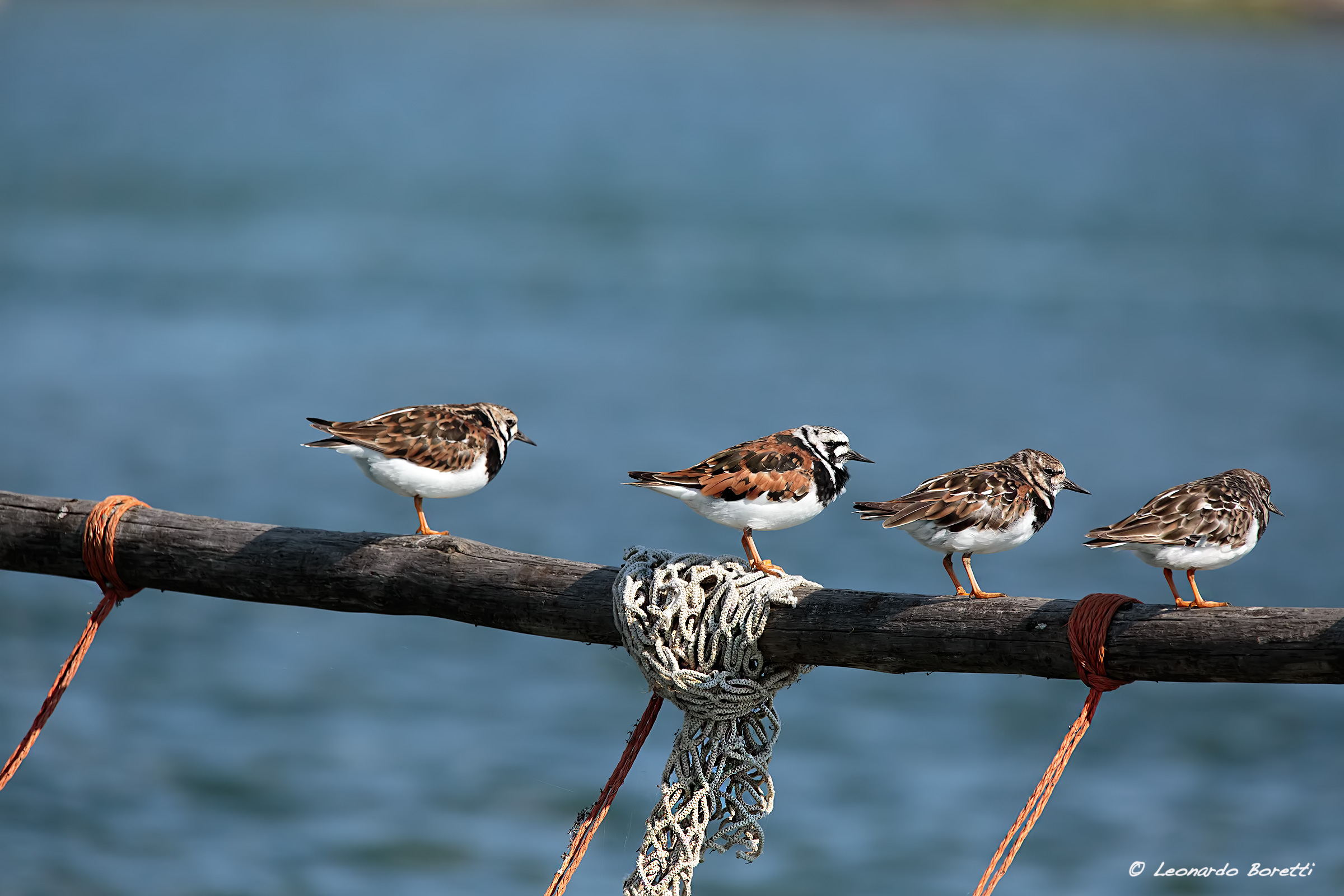 Turnstone