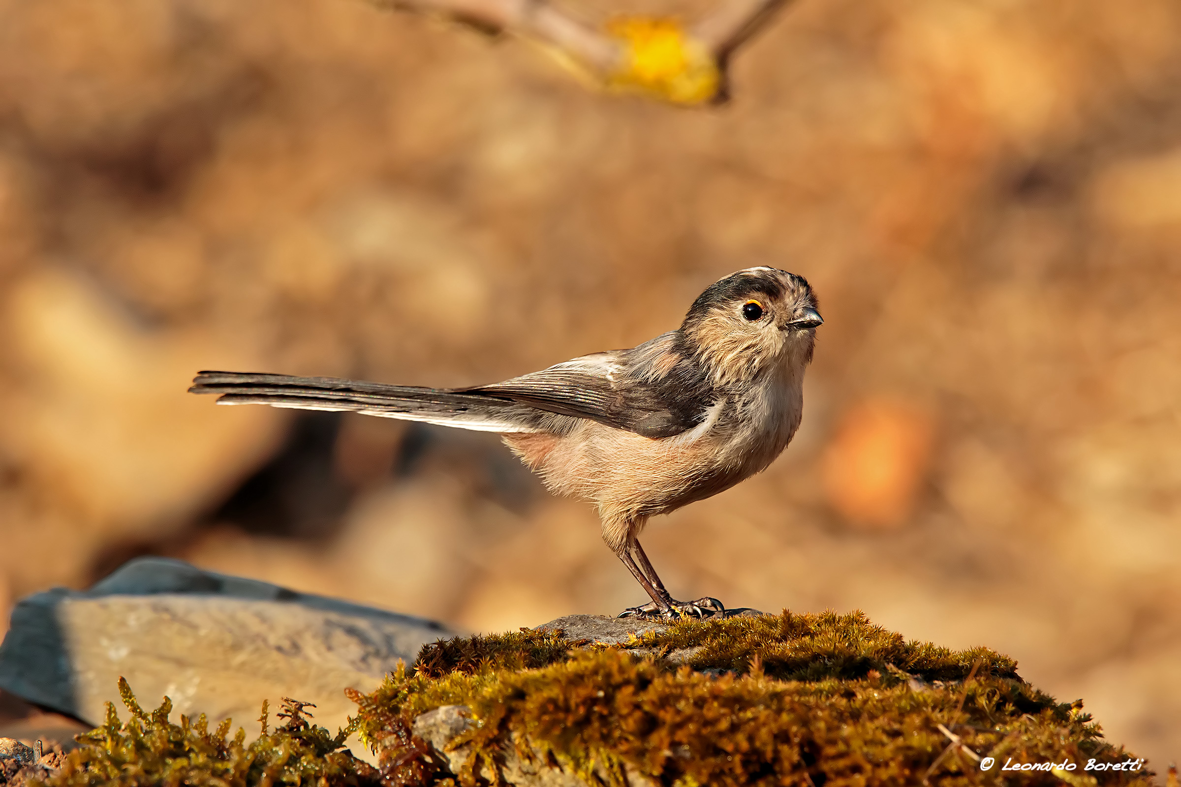 Long-tailed Tit