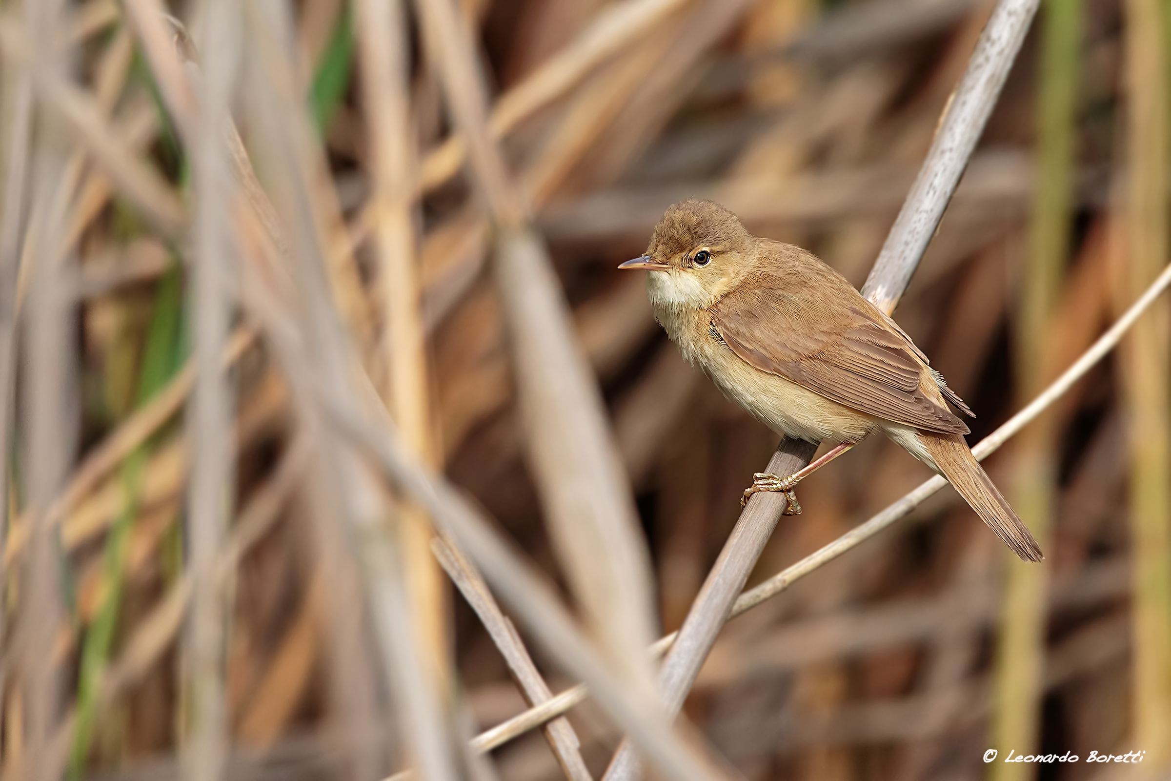 reed warbler