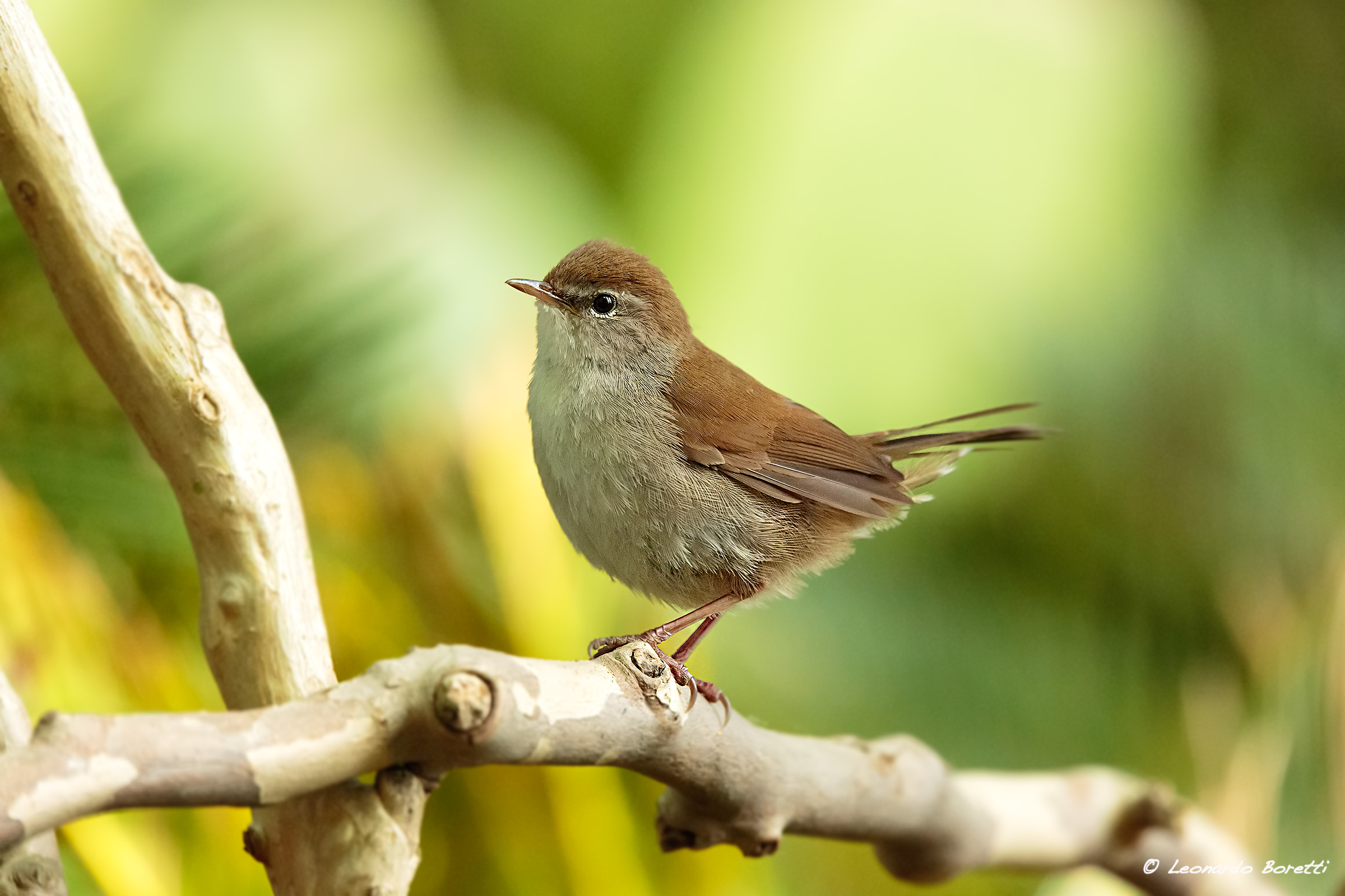 Cetti's Warbler