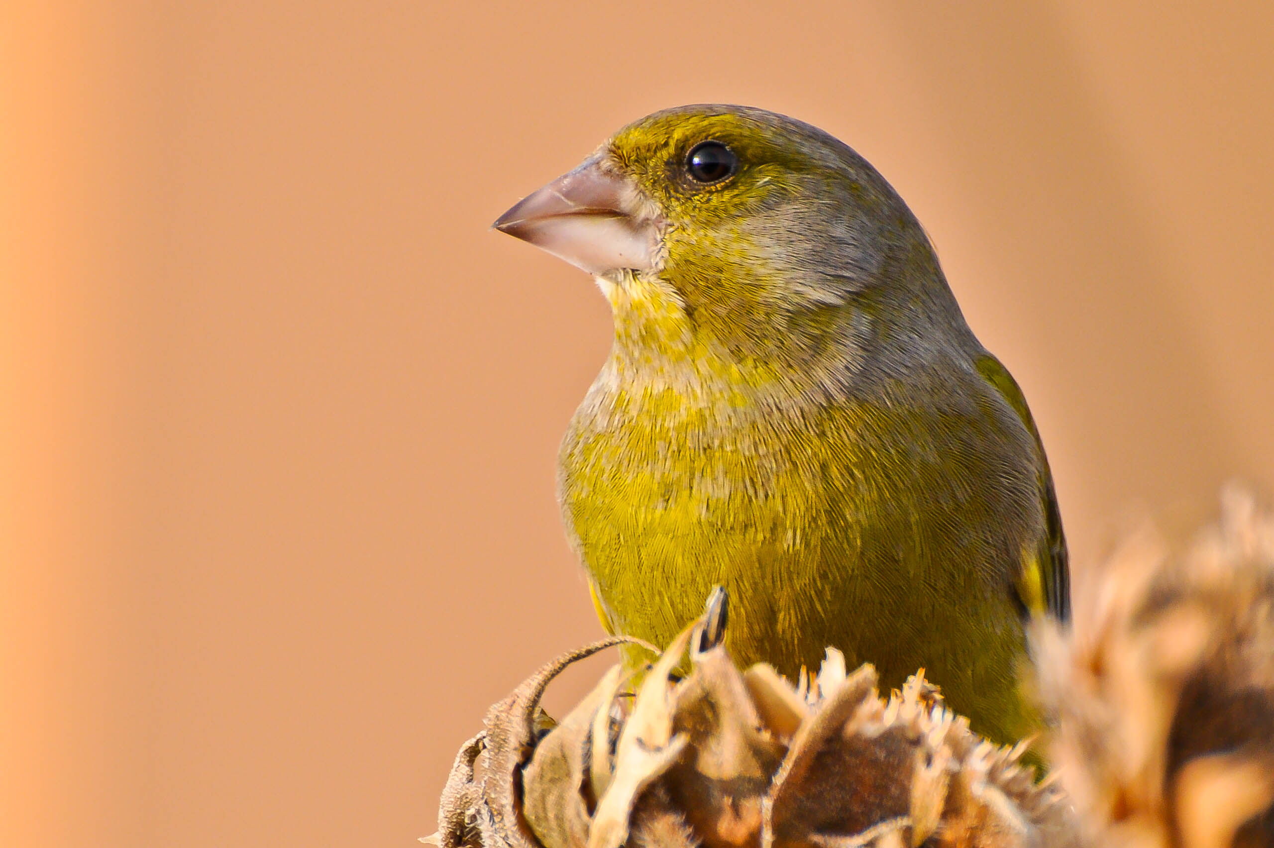 carduelis cloris