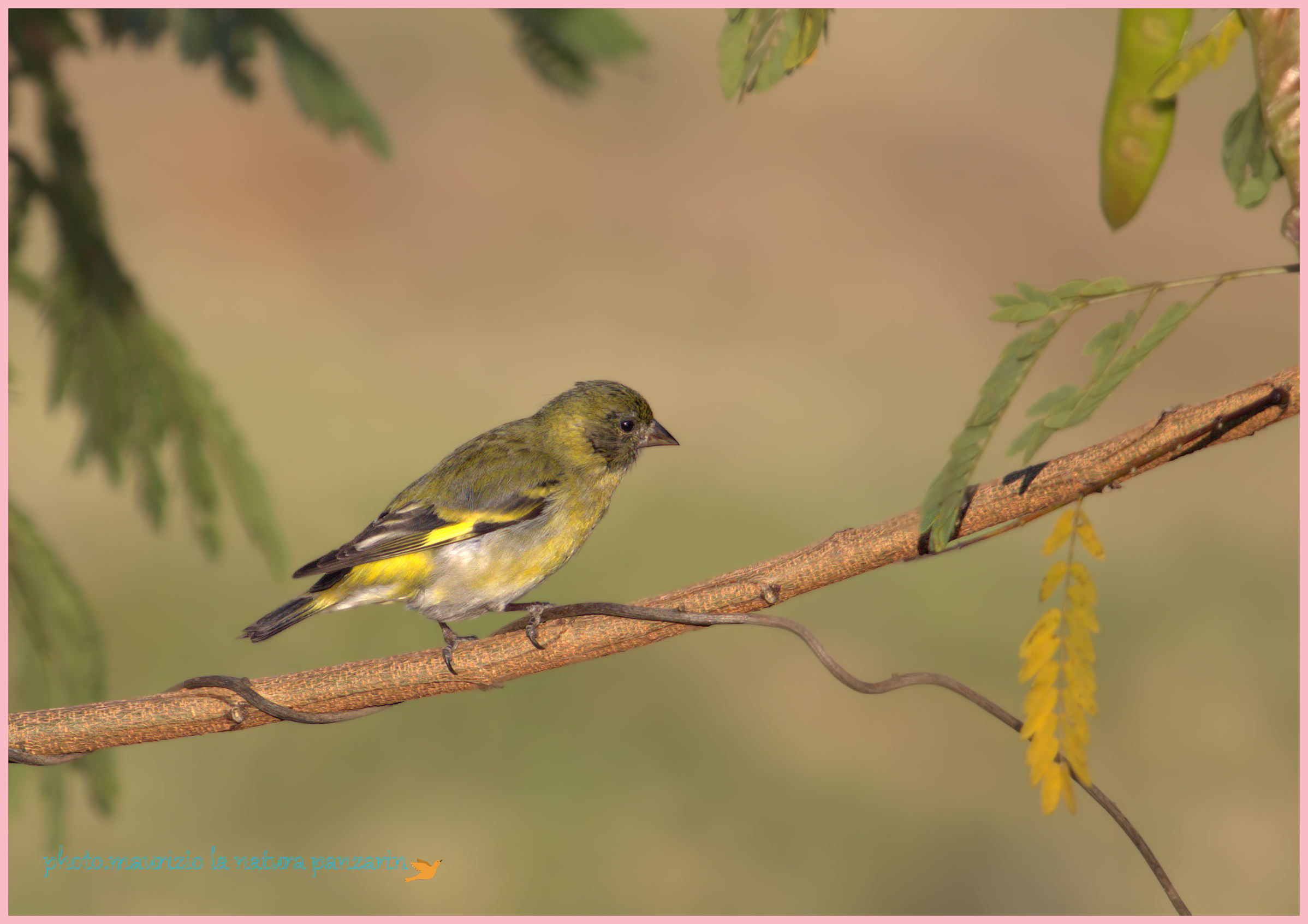 lucherino testa nera!  (femmina)