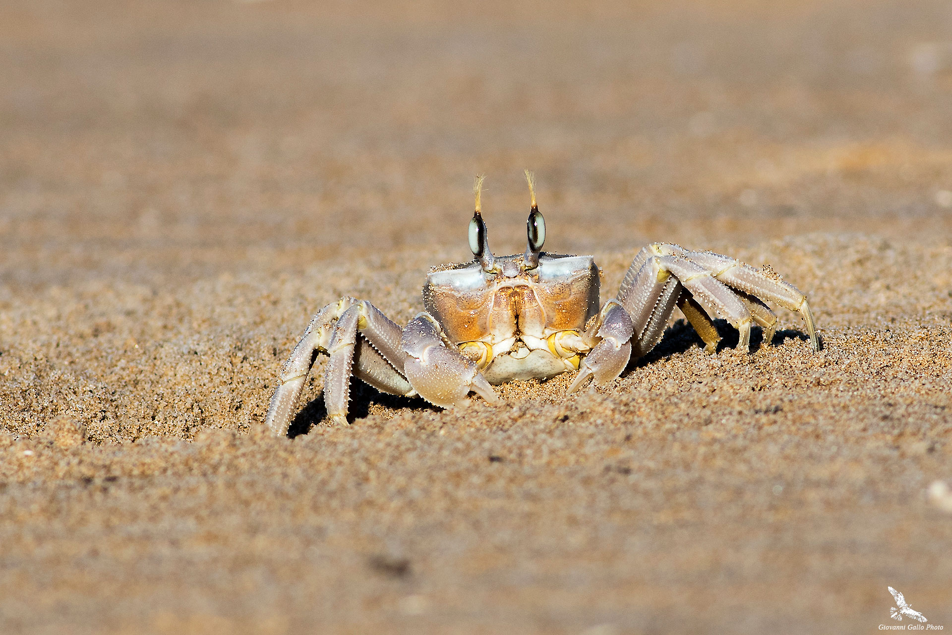 Granchio Fantasma (Ocypode cursor )