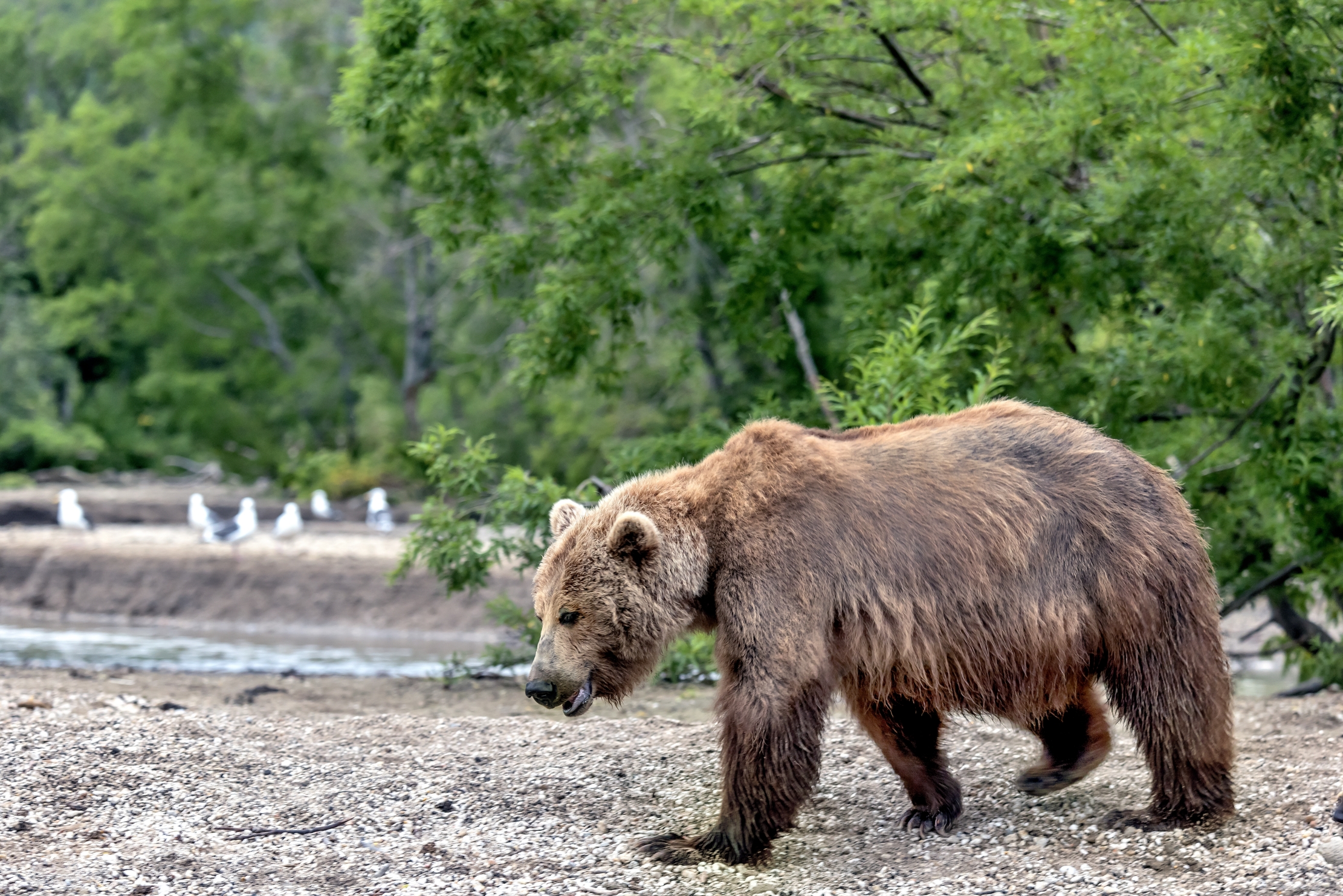 Kamchatka 2016 - Bear