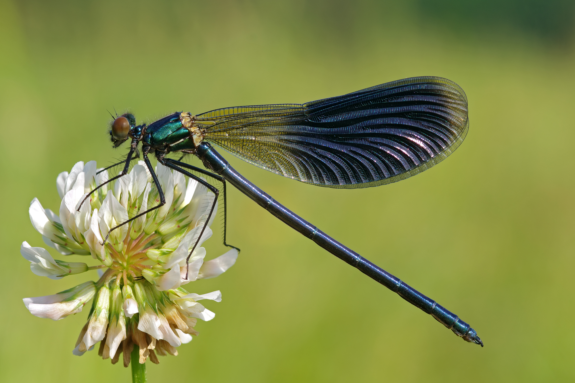 Calopteryx splendens m
