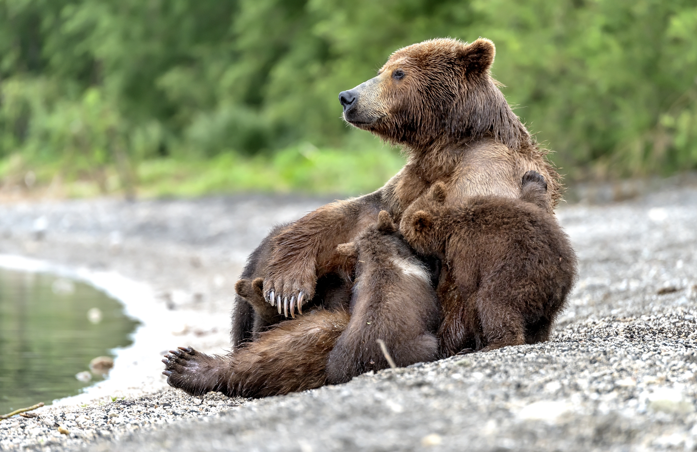 Kamchatka 2016 - Allattare