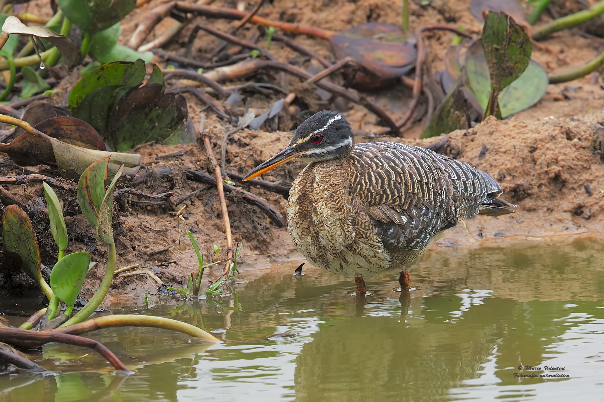 Sun Bittern