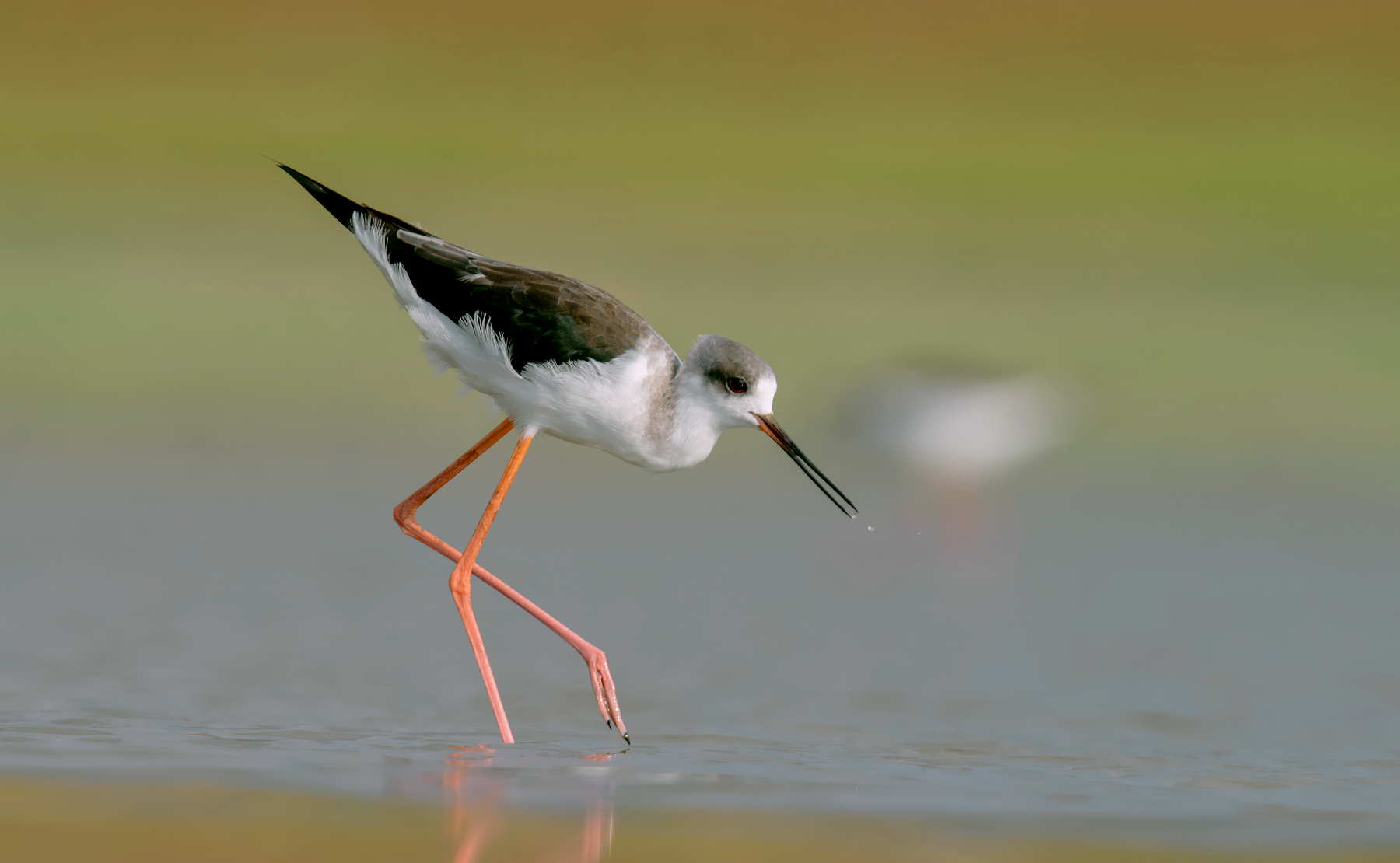 black winged stilt
