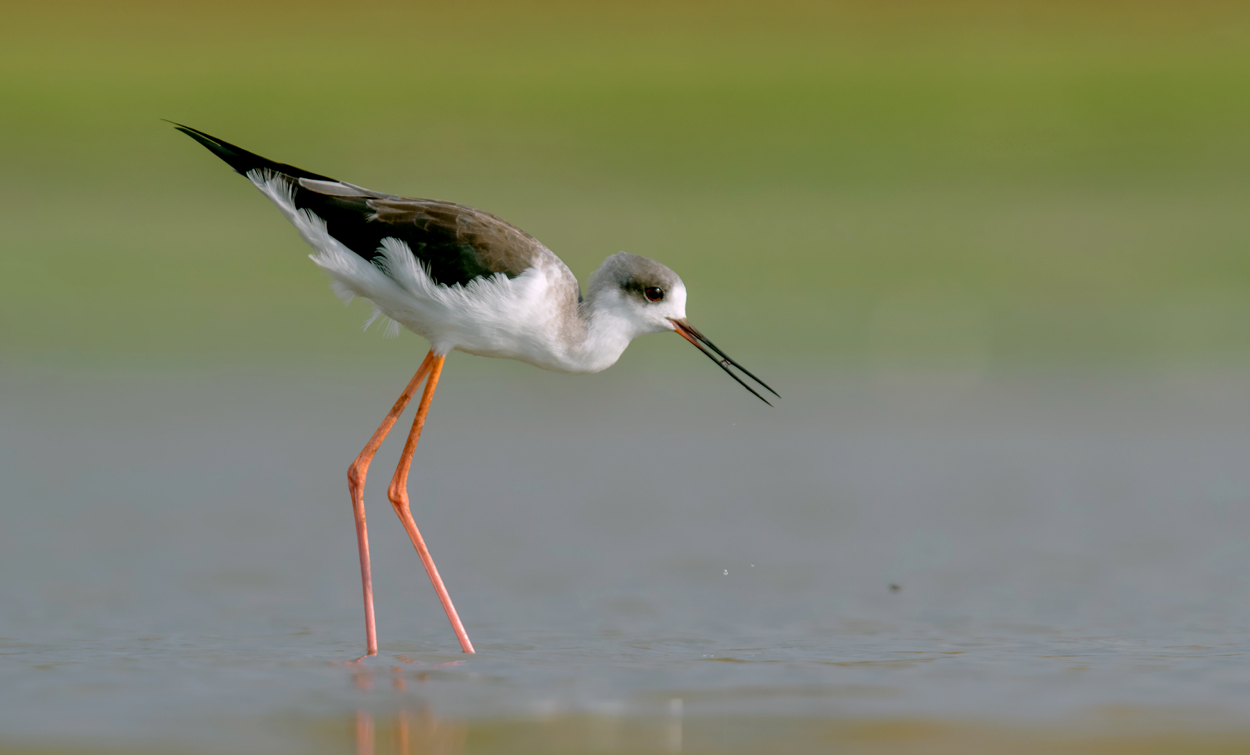 black winged stilt