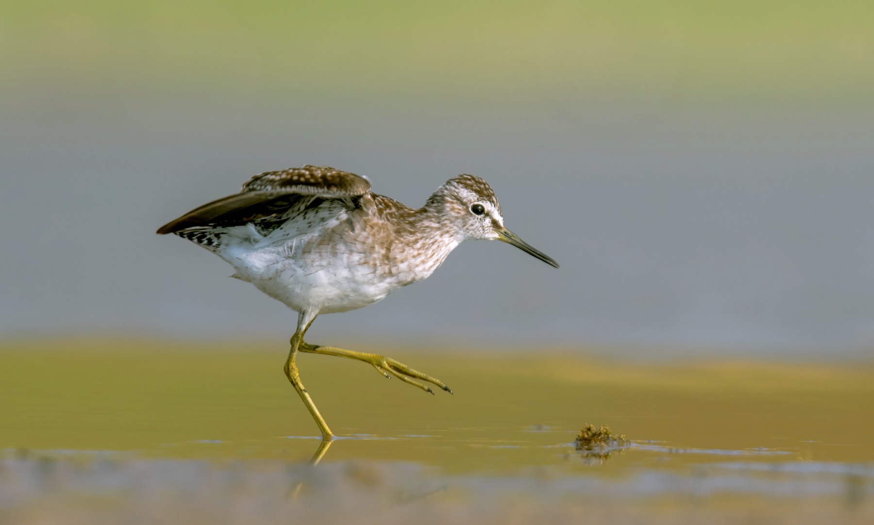 wood sandpiper