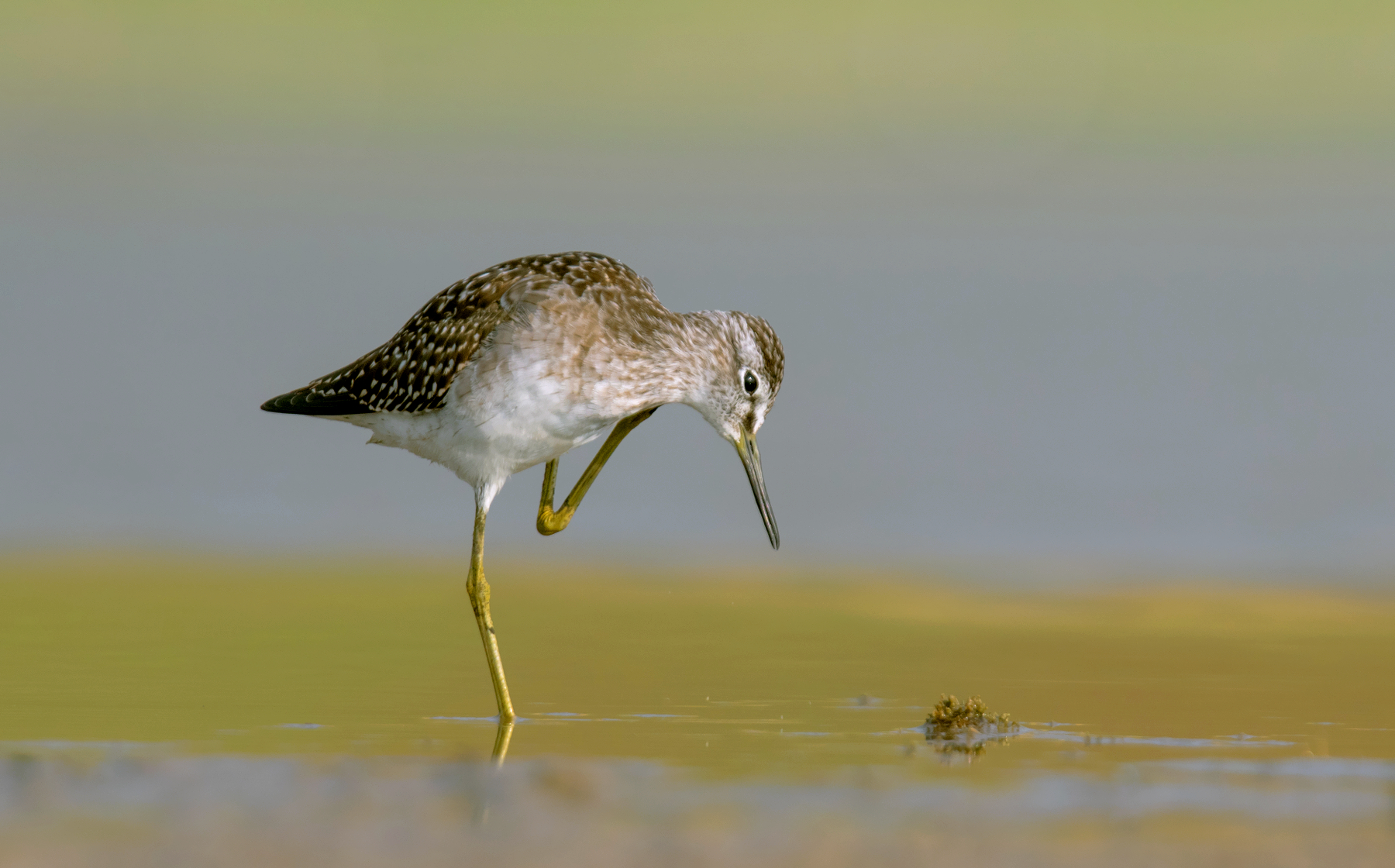wood sandpiper